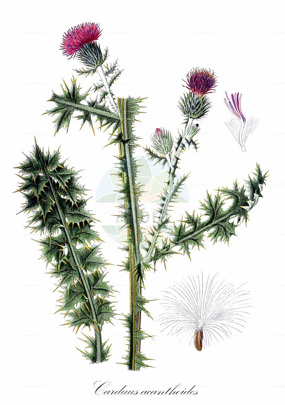 Historische Abbildung von Carduus acanthoides (Weg-Distel - Spiny Plumeless Thistle). Das Bild zeigt Blatt, Bluete, Frucht und Same. ---- Historical Drawing of Carduus acanthoides (Weg-Distel - Spiny Plumeless Thistle). The image is showing leaf, flower, fruit and seed.(Carduus acanthoides,Weg-Distel,Spiny Plumeless Thistle,Carduus acanthoides,Carduus camporum,Carduus fortior,Carduus martrinii,Carduus murfatlarii,Carduus polyacanthus,Carduus thessalus,Carduus velebiticus,Weg-Distel,Spiny Plumeless Thistle,Bristle Thistle,Broad-winged Thistle,Plumeless Thistle,Welted Thistle,Carduus,Distel,Plumeless Thistle,Asteraceae,Korbblütengewächse,Daisy family,Blatt,Bluete,Frucht,Same,leaf,flower,fruit,seed,Lindman (1901-1905))