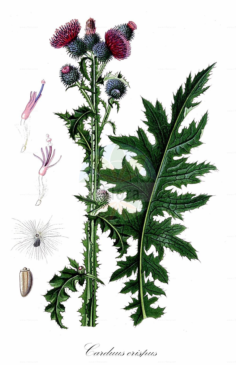 Historische Abbildung von Carduus crispus (Krause-Distel - Welted Thistle). Das Bild zeigt Blatt, Bluete, Frucht und Same. ---- Historical Drawing of Carduus crispus (Krause-Distel - Welted Thistle). The image is showing leaf, flower, fruit and seed.(Carduus crispus,Krause-Distel,Welted Thistle,Carduus agrestis,Carduus crispus,Carduus incanus,Krause-Distel,Gewoehnliche Krause Distel,Welted Thistle,Bristle Thistle,Curly Plumeless Thistle,Broad-winged Thistle,Plumeless Thistle,Carduus,Distel,Plumeless Thistle,Asteraceae,Korbblütengewächse,Daisy family,Blatt,Bluete,Frucht,Same,leaf,flower,fruit,seed,Lindman (1901-1905))