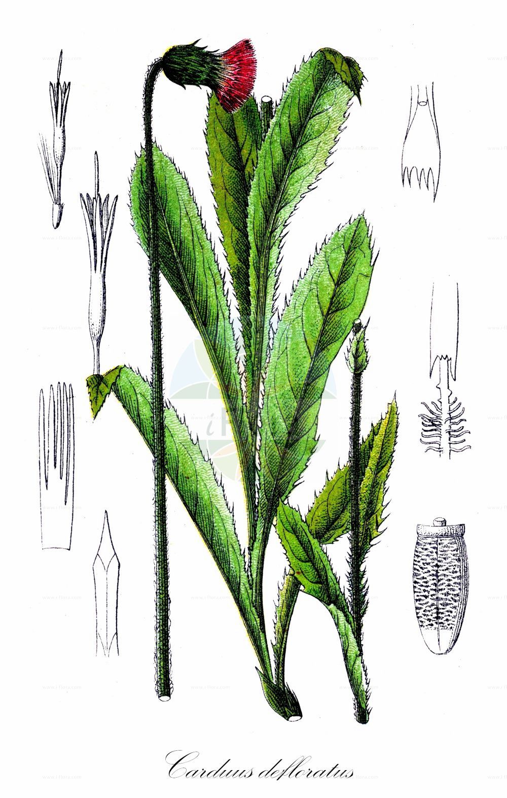Historische Abbildung von Carduus defloratus (Alpen-Distel - Alpine Thistle). Das Bild zeigt Blatt, Bluete, Frucht und Same. ---- Historical Drawing of Carduus defloratus (Alpen-Distel - Alpine Thistle). The image is showing leaf, flower, fruit and seed.(Carduus defloratus,Alpen-Distel,Alpine Thistle,Carduus cirsioides,Carduus defloratus,Carduus spinulosus,Carduus transalpinus,Carduus viridis,Alpen-Distel,Berg-Distel,Alpine Thistle,Carduus,Distel,Plumeless Thistle,Asteraceae,Korbblütengewächse,Daisy family,Blatt,Bluete,Frucht,Same,leaf,flower,fruit,seed,Sturm (1796f))