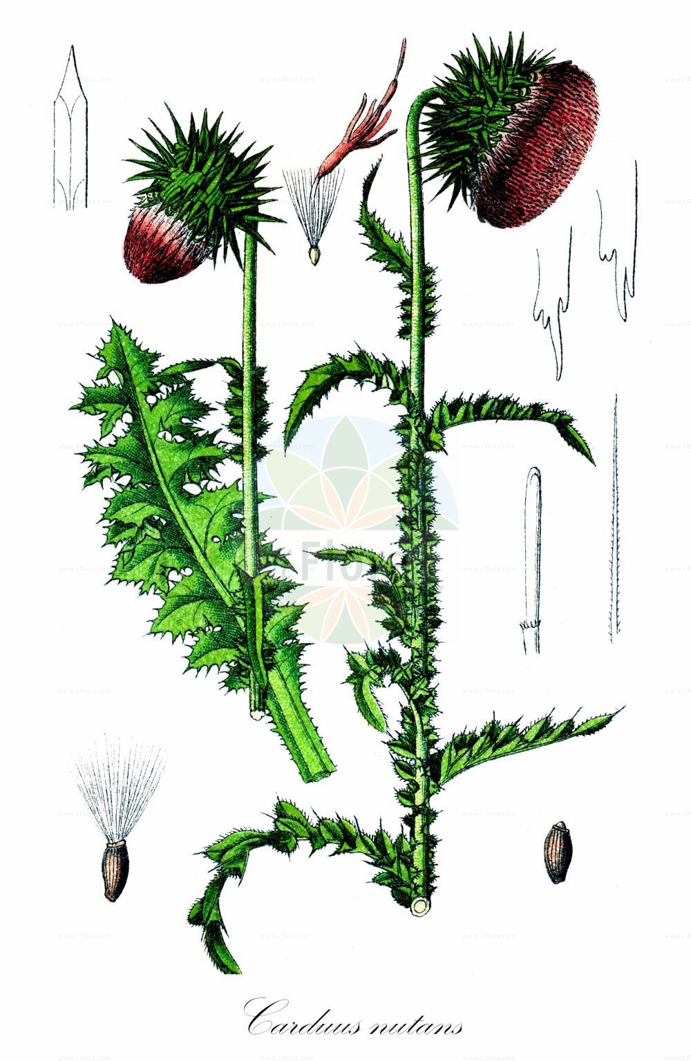 Historische Abbildung von Carduus nutans (Nickende Distel - Musk Thistle). Das Bild zeigt Blatt, Bluete, Frucht und Same. ---- Historical Drawing of Carduus nutans (Nickende Distel - Musk Thistle). The image is showing leaf, flower, fruit and seed.(Carduus nutans,Nickende Distel,Musk Thistle,Carduus nutans,Carduus phyllolepis,Nickende Distel,Breitschuppige Nickende Distel,Musk Thistle,Giant Thistle,Nodding Thistle,Bristle Thistle,Nodding Plumeless Thistle,Carduus,Distel,Plumeless Thistle,Asteraceae,Korbblütengewächse,Daisy family,Blatt,Bluete,Frucht,Same,leaf,flower,fruit,seed,Sturm (1796f))