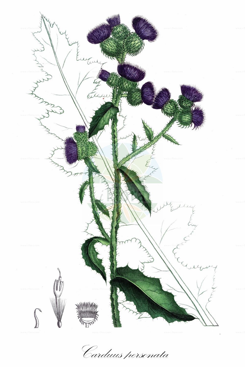 Historische Abbildung von Carduus personata (Kletten-Distel - Great Marsh Thistle). Das Bild zeigt Blatt, Bluete, Frucht und Same. ---- Historical Drawing of Carduus personata (Kletten-Distel - Great Marsh Thistle). The image is showing leaf, flower, fruit and seed.(Carduus personata,Kletten-Distel,Great Marsh Thistle,Arctium personata,Carduus personata,Carduus simplicifolius,Kletten-Distel,Masken-Distel,Great Marsh Thistle,Carduus,Distel,Plumeless Thistle,Asteraceae,Korbblütengewächse,Daisy family,Blatt,Bluete,Frucht,Same,leaf,flower,fruit,seed,de Saint-Hilaire (1828-1833))