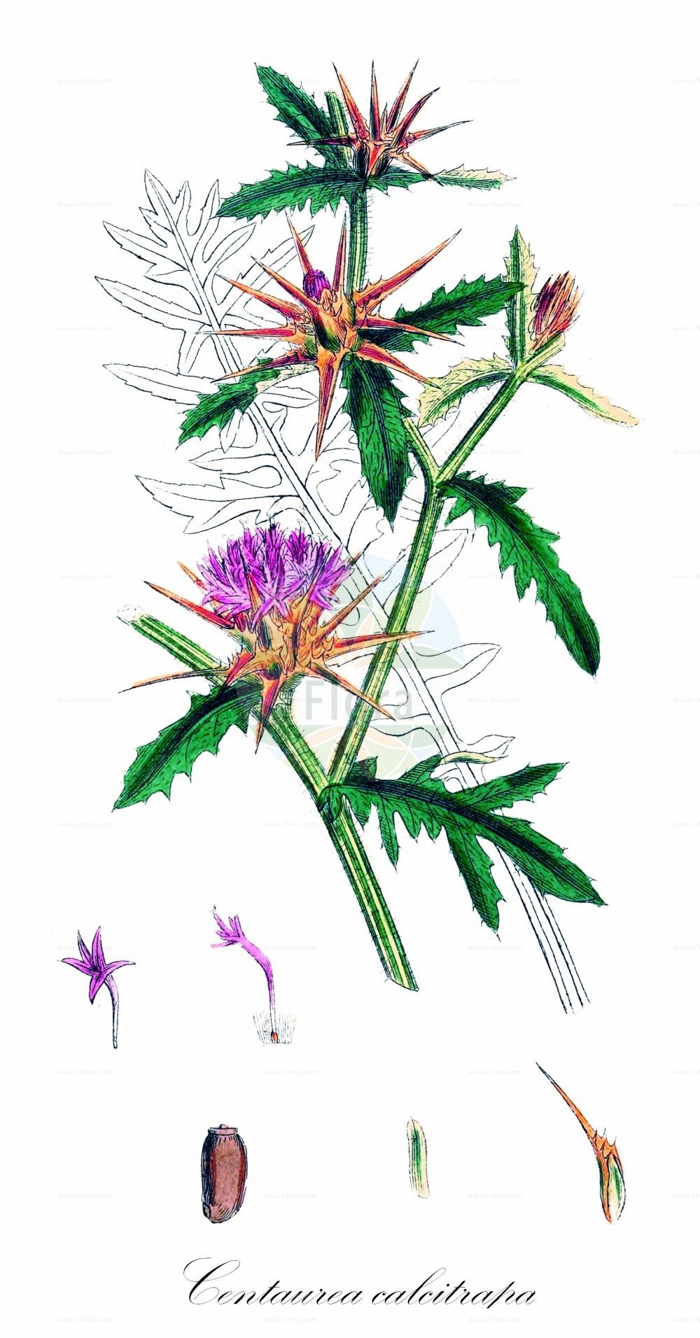 Historische Abbildung von Centaurea calcitrapa (Stern-Flockenblume - Red Star-thistle). Das Bild zeigt Blatt, Bluete, Frucht und Same. ---- Historical Drawing of Centaurea calcitrapa (Stern-Flockenblume - Red Star-thistle). The image is showing leaf, flower, fruit and seed.(Centaurea calcitrapa,Stern-Flockenblume,Red Star-thistle,Calcitrapa stellaris,Centaurea adulterina,Centaurea calcitrapa,Centaurea calcitrapoides,Centaurea horrida,Centaurea myacantha,Stern-Flockenblume,Red Star-thistle,Caltrops,Purple Star Thistle,Star Thistle,Centaurea,Flockenblume,Knapweed,Asteraceae,Korbblütengewächse,Daisy family,Blatt,Bluete,Frucht,Same,leaf,flower,fruit,seed,Sowerby (1790-1813))