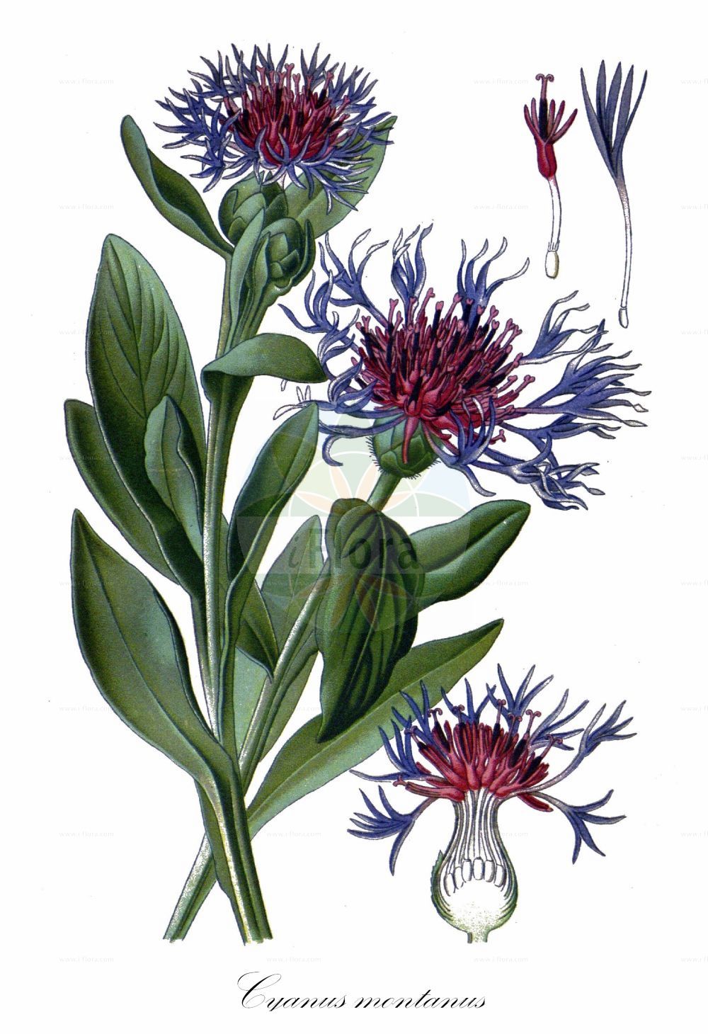 Historische Abbildung von Cyanus montanus (Berg-Flockenblume - Perennial Cornflower). Das Bild zeigt Blatt, Bluete, Frucht und Same. ---- Historical Drawing of Cyanus montanus (Berg-Flockenblume - Perennial Cornflower). The image is showing leaf, flower, fruit and seed.(Cyanus montanus,Berg-Flockenblume,Perennial Cornflower,Cyanus montanus,Centaurea montana,Berg-Flockenblume,Perennial Cornflower,Mountain Bluet,Mountain Cornflower,Cyanus,Asteraceae,Korbblütengewächse,Daisy family,Blatt,Bluete,Frucht,Same,leaf,flower,fruit,seed,Step et al. (1896-1897))