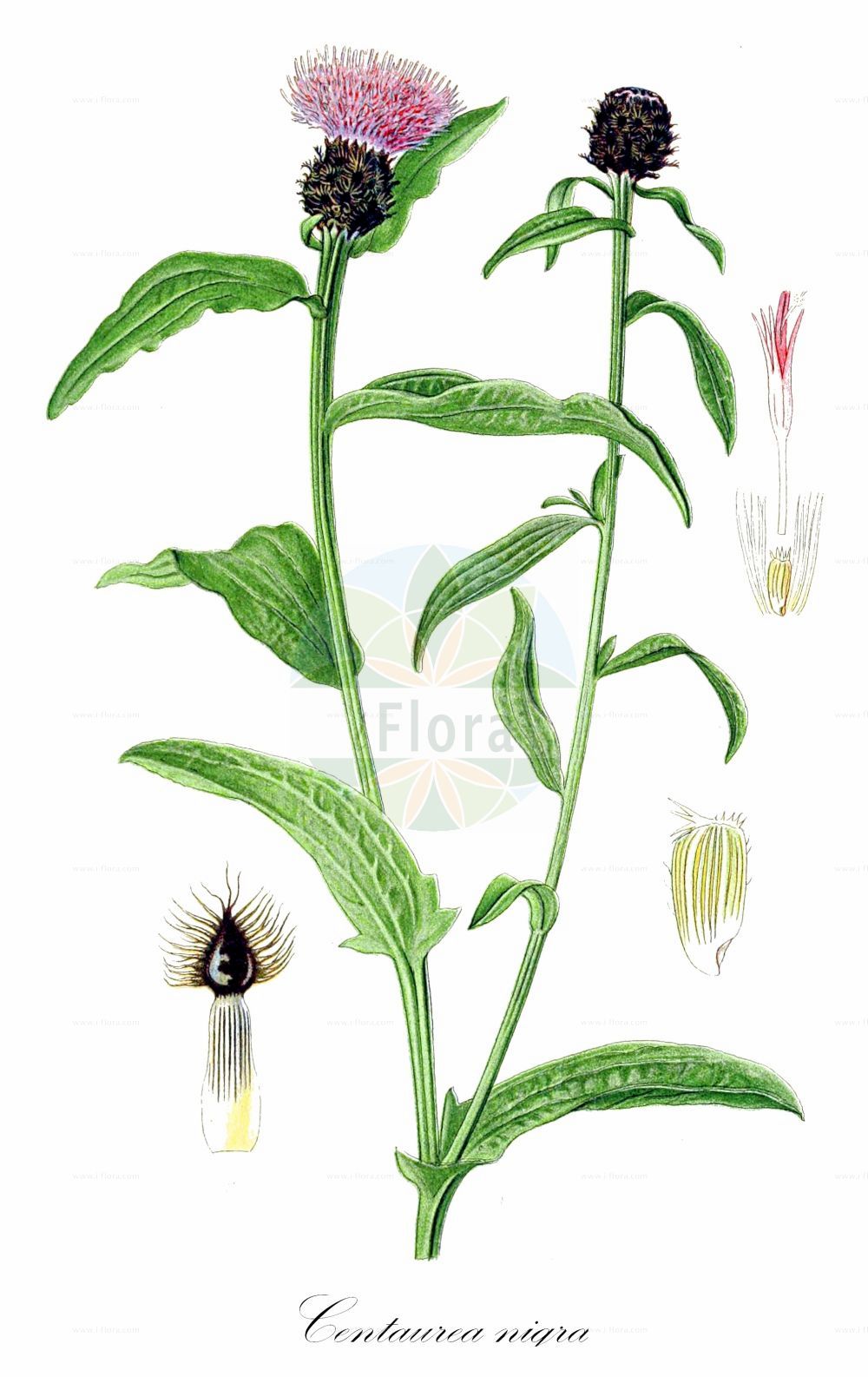 Historische Abbildung von Centaurea nigra (Schwarze Flockenblume - Common Knapweed). Das Bild zeigt Blatt, Bluete, Frucht und Same. ---- Historical Drawing of Centaurea nigra (Schwarze Flockenblume - Common Knapweed). The image is showing leaf, flower, fruit and seed.(Centaurea nigra,Schwarze Flockenblume,Common Knapweed,Centaurea nigra,Centaurea obscura,Jacea nigra,Schwarze Flockenblume,Schwarze Flockenblume,Gewoehnliche Schwarze Flockenblume,Hain-Flockenblume,Common Knapweed,Black Knapweed,Brown Knapweed,Hardheads,Lesser Knapweed,Spanish Buttons,Centaurea,Flockenblume,Knapweed,Asteraceae,Korbblütengewächse,Daisy family,Blatt,Bluete,Frucht,Same,leaf,flower,fruit,seed,Lindman (1901-1905))
