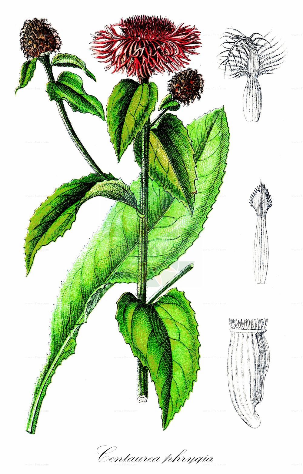 Historische Abbildung von Centaurea phrygia (Phrygische Flockenblume - Wig Knapweed). Das Bild zeigt Blatt, Bluete, Frucht und Same. ---- Historical Drawing of Centaurea phrygia (Phrygische Flockenblume - Wig Knapweed). The image is showing leaf, flower, fruit and seed.(Centaurea phrygia,Phrygische Flockenblume,Wig Knapweed,Centaurea austriaca,Centaurea conglomerata,Centaurea phrygia,Jacea phrygia,Jacea plumosa,Phrygische Flockenblume,Wig Knapweed,Centaurea,Flockenblume,Knapweed,Asteraceae,Korbblütengewächse,Daisy family,Blatt,Bluete,Frucht,Same,leaf,flower,fruit,seed,Sturm (1796f))