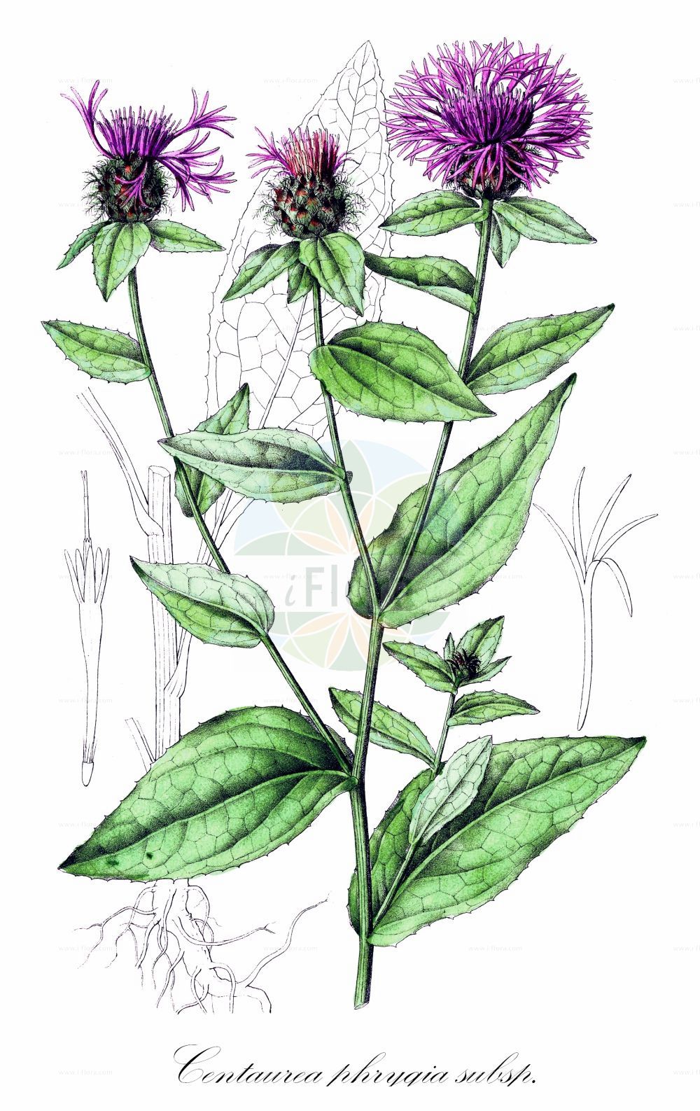 Historische Abbildung von Centaurea phrygia (Phrygische Flockenblume - Wig Knapweed). Das Bild zeigt Blatt, Bluete, Frucht und Same. ---- Historical Drawing of Centaurea phrygia (Phrygische Flockenblume - Wig Knapweed). The image is showing leaf, flower, fruit and seed.(Centaurea phrygia,Phrygische Flockenblume,Wig Knapweed,Centaurea austriaca,Centaurea conglomerata,Centaurea phrygia,Jacea phrygia,Jacea plumosa,Phrygische Flockenblume,Wig Knapweed,Centaurea,Flockenblume,Knapweed,Asteraceae,Korbblütengewächse,Daisy family,Blatt,Bluete,Frucht,Same,leaf,flower,fruit,seed,Dietrich (1833-1844))