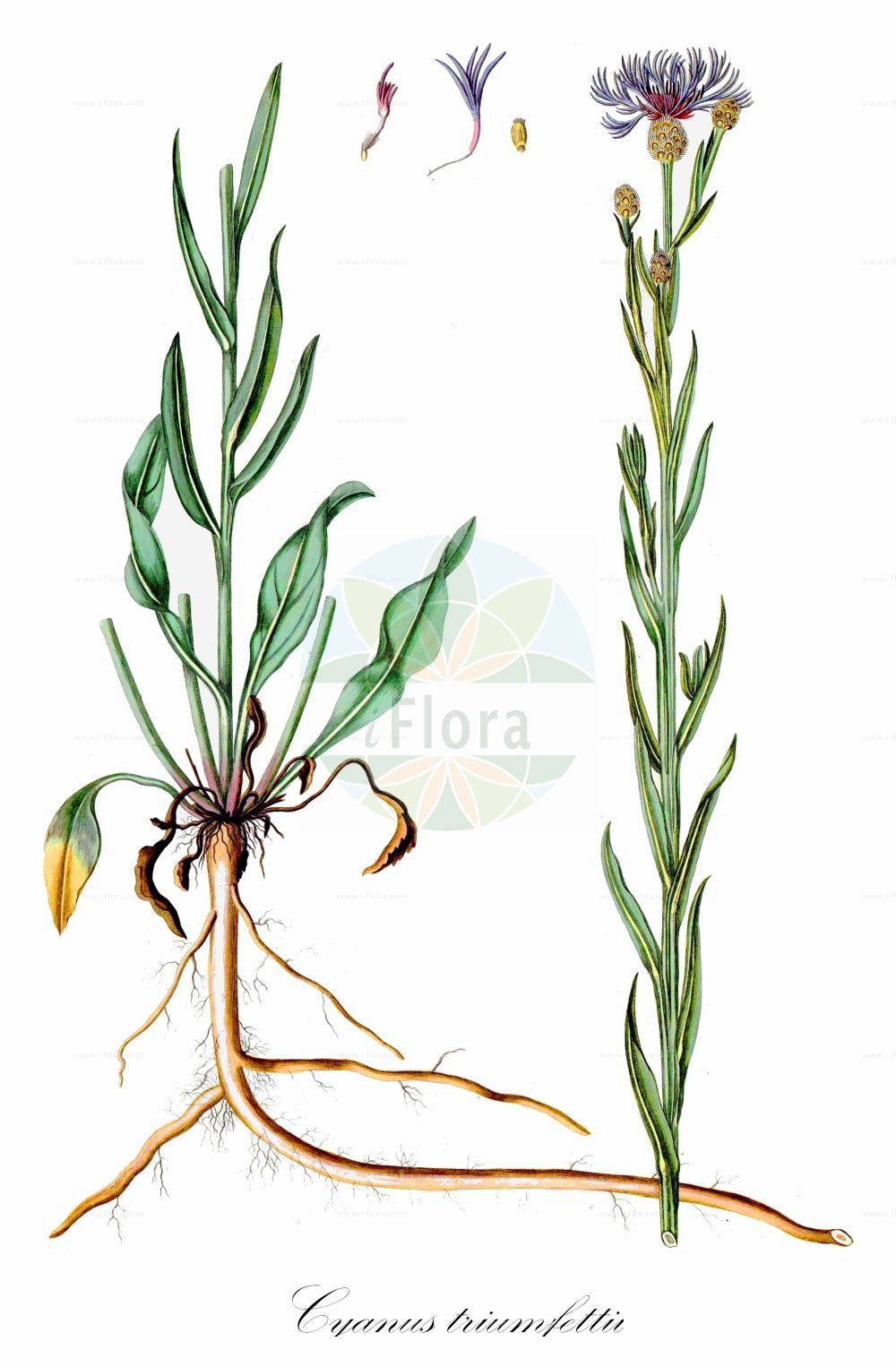 Historische Abbildung von Cyanus triumfettii (Filz-Flockenblume - Squarrose Knapweed). Das Bild zeigt Blatt, Bluete, Frucht und Same. ---- Historical Drawing of Cyanus triumfettii (Filz-Flockenblume - Squarrose Knapweed). The image is showing leaf, flower, fruit and seed.(Cyanus triumfettii,Filz-Flockenblume,Squarrose Knapweed,Centaurea triumfettii,Cyanus triumfettii,Filz-Flockenblume,Bunte Berg-Flockenblume,Bunte Flockenblume,Triumfettis Flockenblume,Squarrose Knapweed,Cyanus,Asteraceae,Korbblütengewächse,Daisy family,Blatt,Bluete,Frucht,Same,leaf,flower,fruit,seed,Waldstein-Wartenberg & Kitaibel (1799-1812))
