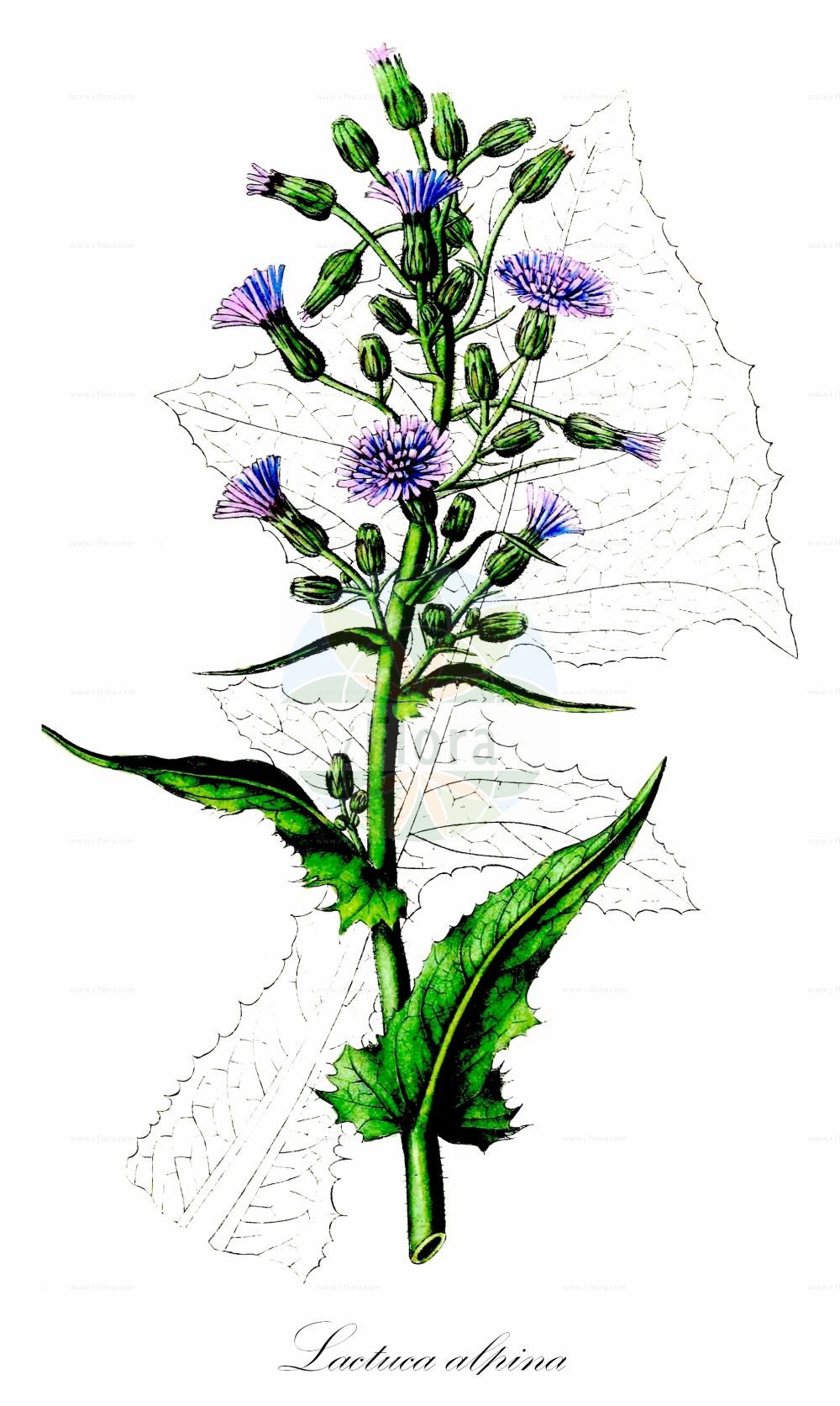Historische Abbildung von Lactuca alpina (Alpen-Milchlattich - Alpine Blue-sow-Thistle). Das Bild zeigt Blatt, Bluete, Frucht und Same. ---- Historical Drawing of Lactuca alpina (Alpen-Milchlattich - Alpine Blue-sow-Thistle). The image is showing leaf, flower, fruit and seed.(Lactuca alpina,Alpen-Milchlattich,Alpine Blue-sow-Thistle,Cicerbita alpina,Lactuca alpina,Mulgedium alpinum,Sonchus alpinus,Alpen-Milchlattich,Alpine Blue-sow-Thistle,Alpine Sow-thistle,Blue Sowthistle,Lactuca,Lattich,Lettuce,Asteraceae,Korbblütengewächse,Daisy family,Blatt,Bluete,Frucht,Same,leaf,flower,fruit,seed,Dietrich (1833-1844))