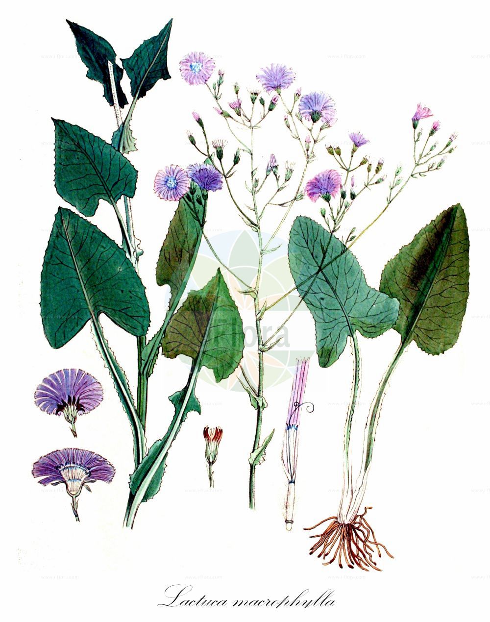 Historische Abbildung von Lactuca macrophylla (Großblättriger Milchlattich - Common Blue-sow-Thistle). Das Bild zeigt Blatt, Bluete, Frucht und Same. ---- Historical Drawing of Lactuca macrophylla (Großblättriger Milchlattich - Common Blue-sow-Thistle). The image is showing leaf, flower, fruit and seed.(Lactuca macrophylla,Großblättriger Milchlattich,Common Blue-sow-Thistle,Cicerbita acuminata,Cicerbita conrathiana,Cicerbita grandis,Cicerbita macrophylla,Cicerbita sevanensis,Lactuca macrophylla,Mulgedium acuminatum,Mulgedium glabrum,Mulgedium grande,Mulgedium macrophyllum,Prenanthes cacaliifolia,Sonchus cacaliifolius,Sonchus macrophyllus,Grossblaettriger Milchlattich,Common Blue-sow-Thistle,Blue Sowthistle,Lactuca,Lattich,Lettuce,Asteraceae,Korbblütengewächse,Daisy family,Blatt,Bluete,Frucht,Same,leaf,flower,fruit,seed,Kops (1800-1934))
