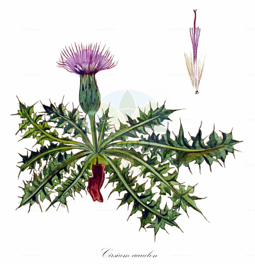 Historische Abbildung von Cirsium acaulon (Stängellose Kratzdistel - Dwarf Thistle). Das Bild zeigt Blatt, Bluete, Frucht und Same. ---- Historical Drawing of Cirsium acaulon (Stängellose Kratzdistel - Dwarf Thistle). The image is showing leaf, flower, fruit and seed.(Cirsium acaulon,Stängellose Kratzdistel,Dwarf Thistle,Carduus acaulos,Cirsium acaulon,Cnicus acaulos,Cnicus dubius,Staengellose Kratzdistel,Stengellose Kratzdistel,Dwarf Thistle,Pod Thistle,Stemless Thistle,Cirsium,Kratzdistel,Thistle,Asteraceae,Korbblütengewächse,Daisy family,Blatt,Bluete,Frucht,Same,leaf,flower,fruit,seed,Kops (1800-1934))