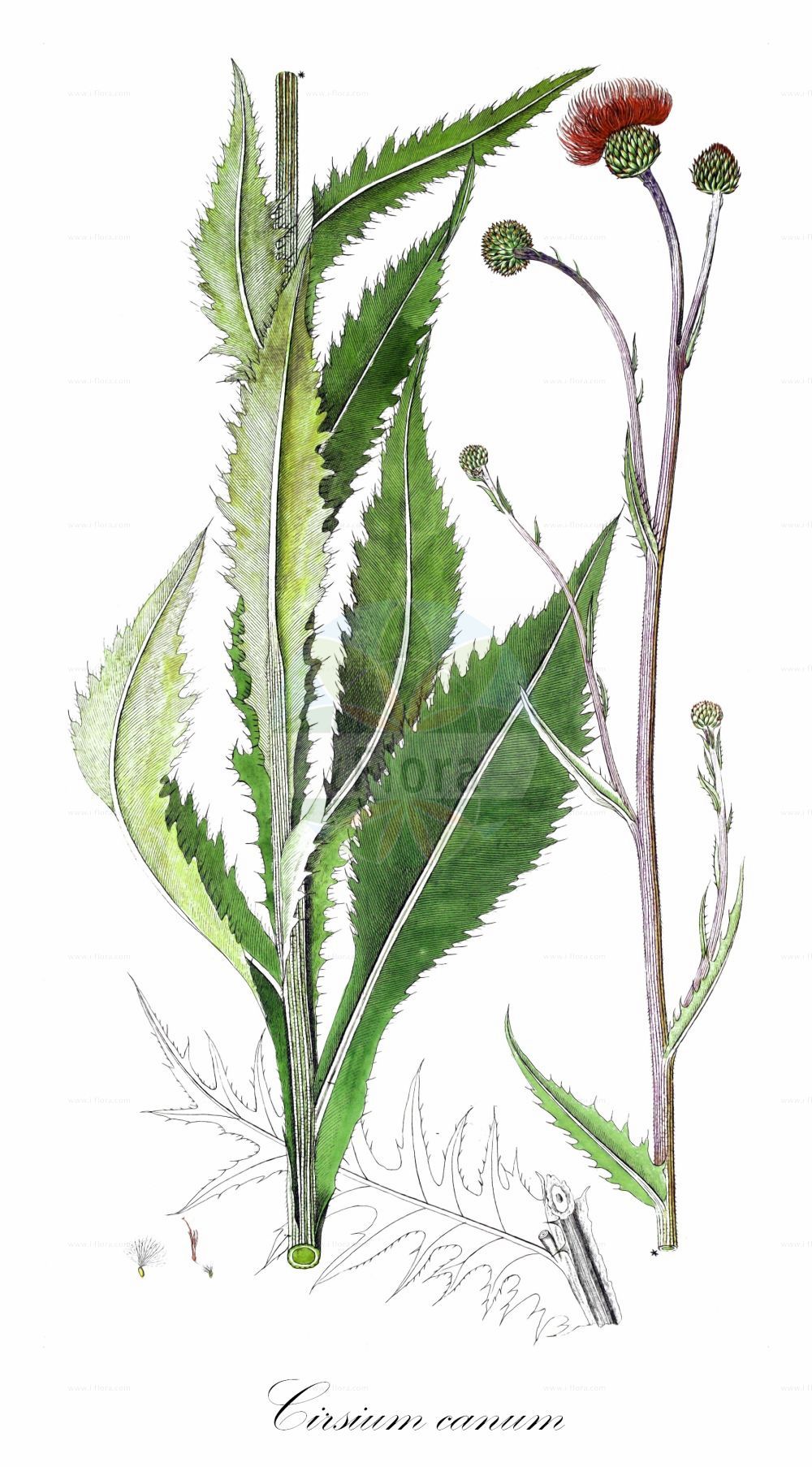 Historische Abbildung von Cirsium canum (Graue Kratzdistel - Queen Anne's Thistle). Das Bild zeigt Blatt, Bluete, Frucht und Same. ---- Historical Drawing of Cirsium canum (Graue Kratzdistel - Queen Anne's Thistle). The image is showing leaf, flower, fruit and seed.(Cirsium canum,Graue Kratzdistel,Queen Anne's Thistle,Carduus canus,Cirsium biebersteinii,Cirsium canum,Cnicus canus,Graue Kratzdistel,Queen Anne's Thistle,Grey Marsh Thistle,Cirsium,Kratzdistel,Thistle,Asteraceae,Korbblütengewächse,Daisy family,Blatt,Bluete,Frucht,Same,leaf,flower,fruit,seed)