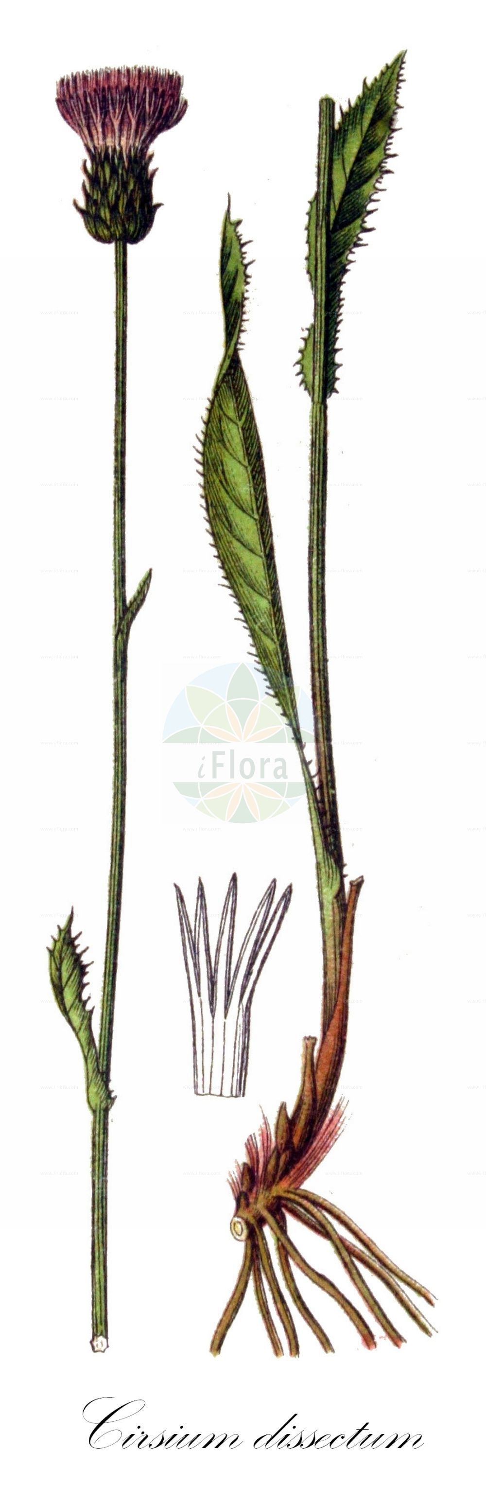 Historische Abbildung von Cirsium dissectum (Englische Kratzdistel - Meadow Thistle). Das Bild zeigt Blatt, Bluete, Frucht und Same. ---- Historical Drawing of Cirsium dissectum (Englische Kratzdistel - Meadow Thistle). The image is showing leaf, flower, fruit and seed.(Cirsium dissectum,Englische Kratzdistel,Meadow Thistle,Carduus anglicus,Carduus dissectus,Carduus pratensis,Cirsium anglicum,Cirsium dissectum,Cnicus pratensis,Englische Kratzdistel,Meadow Thistle,Marsh Plume Thistle,Cirsium,Kratzdistel,Thistle,Asteraceae,Korbblütengewächse,Daisy family,Blatt,Bluete,Frucht,Same,leaf,flower,fruit,seed,Sturm (1796f))
