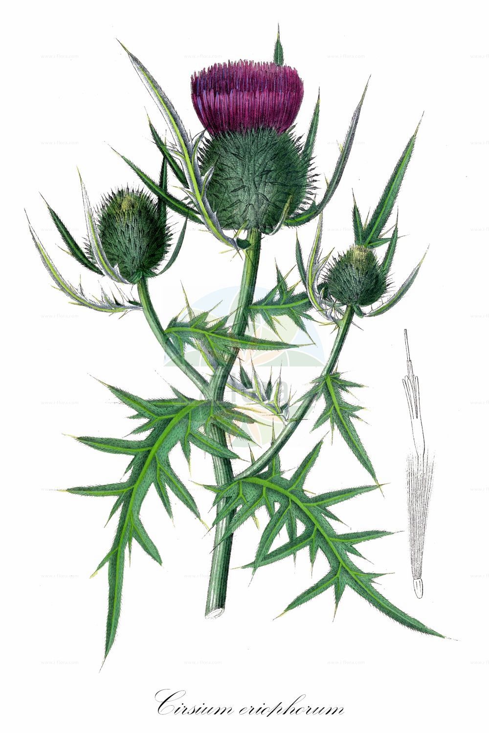 Historische Abbildung von Cirsium eriophorum (Wollköpfige Kratzdistel - Woolly Thistle). Das Bild zeigt Blatt, Bluete, Frucht und Same. ---- Historical Drawing of Cirsium eriophorum (Wollköpfige Kratzdistel - Woolly Thistle). The image is showing leaf, flower, fruit and seed.(Cirsium eriophorum,Wollköpfige Kratzdistel,Woolly Thistle,Carduus eriophorus,Cirsium chodatii,Cirsium dinaricum,Cirsium eriophorum,Cirsium oviforme,Cirsium proponticum,Cirsium vandasii,Cirsium velenovskyi,Cnicus eriophorus,Wollkoepfige Kratzdistel,Woolly Thistle,Cirsium,Kratzdistel,Thistle,Asteraceae,Korbblütengewächse,Daisy family,Blatt,Bluete,Frucht,Same,leaf,flower,fruit,seed,Dietrich (1833-1844))