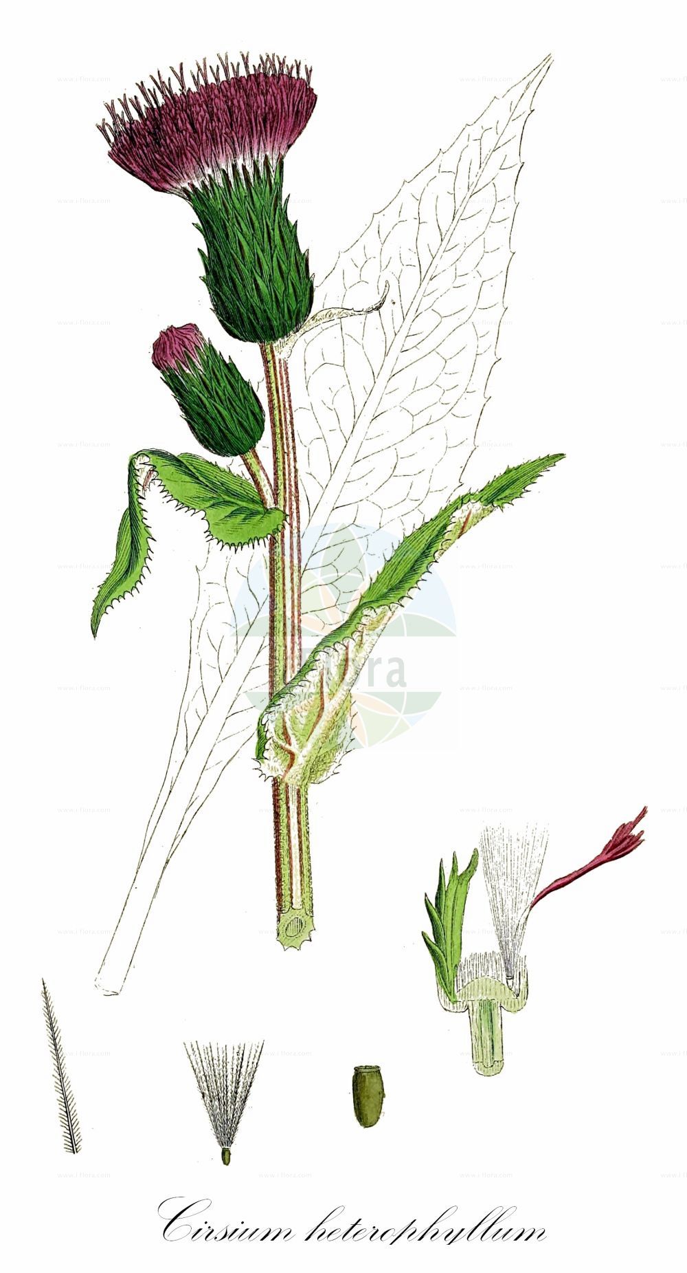 Historische Abbildung von Cirsium heterophyllum (Verschiedenblättrige Kratzdistel - Melancholy Thistle). Das Bild zeigt Blatt, Bluete, Frucht und Same. ---- Historical Drawing of Cirsium heterophyllum (Verschiedenblättrige Kratzdistel - Melancholy Thistle). The image is showing leaf, flower, fruit and seed.(Cirsium heterophyllum,Verschiedenblättrige Kratzdistel,Melancholy Thistle,Carduus heterophyllus,Cirsium heterophyllum,Cnicus heterophyllus,Verschiedenblaettrige Kratzdistel,Melancholy Thistle,Cirsium,Kratzdistel,Thistle,Asteraceae,Korbblütengewächse,Daisy family,Blatt,Bluete,Frucht,Same,leaf,flower,fruit,seed,Sowerby (1790-1813))