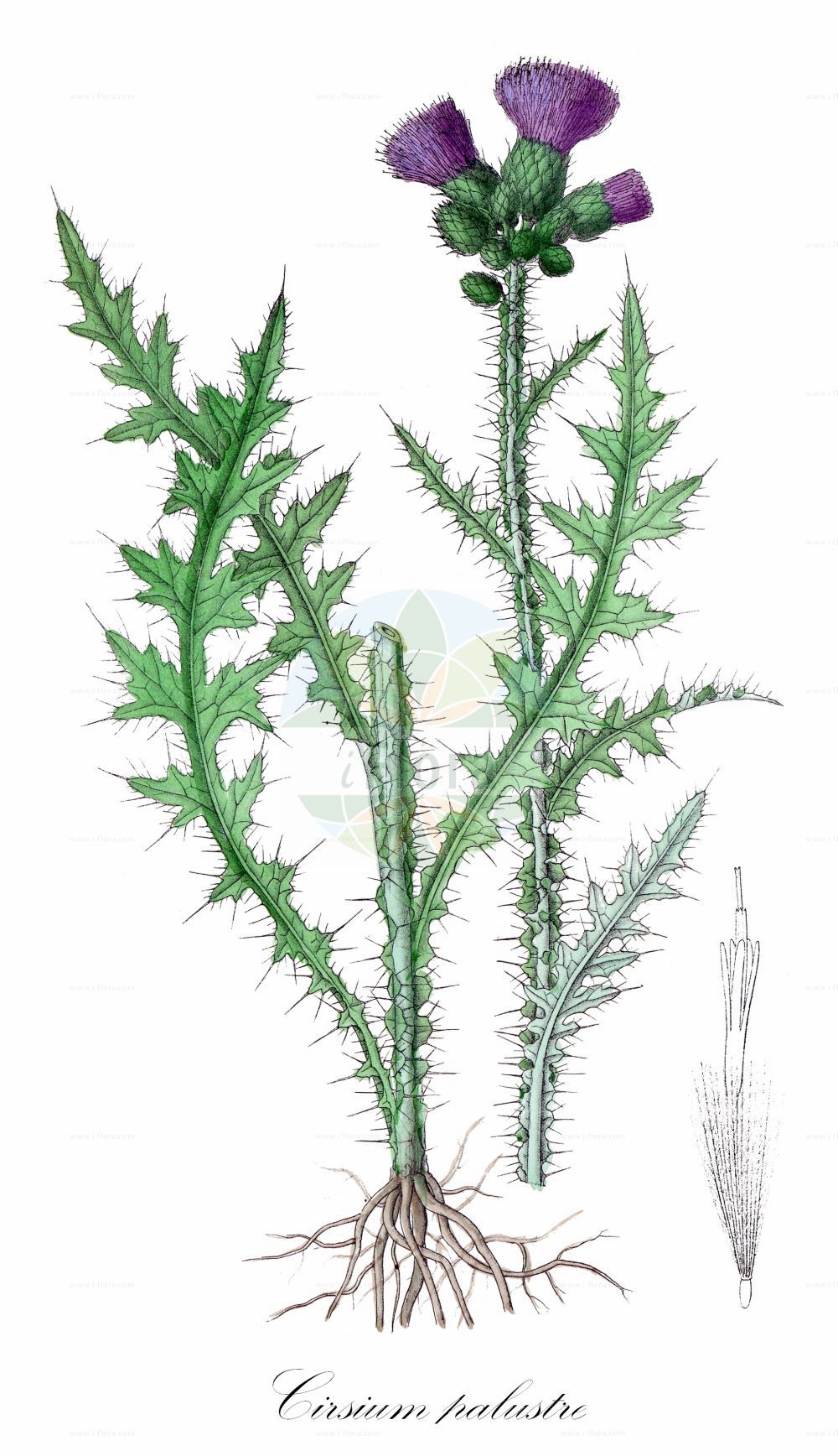 Historische Abbildung von Cirsium palustre (Sumpf-Kratzdistel - Marsh Thistle). Das Bild zeigt Blatt, Bluete, Frucht und Same. ---- Historical Drawing of Cirsium palustre (Sumpf-Kratzdistel - Marsh Thistle). The image is showing leaf, flower, fruit and seed.(Cirsium palustre,Sumpf-Kratzdistel,Marsh Thistle,Carduus palustris,Cirsium palustre,Cnicus palustris,Sumpf-Kratzdistel,Marsh Thistle,Plume Thistle,Cirsium,Kratzdistel,Thistle,Asteraceae,Korbblütengewächse,Daisy family,Blatt,Bluete,Frucht,Same,leaf,flower,fruit,seed,Dietrich (1833-1844))