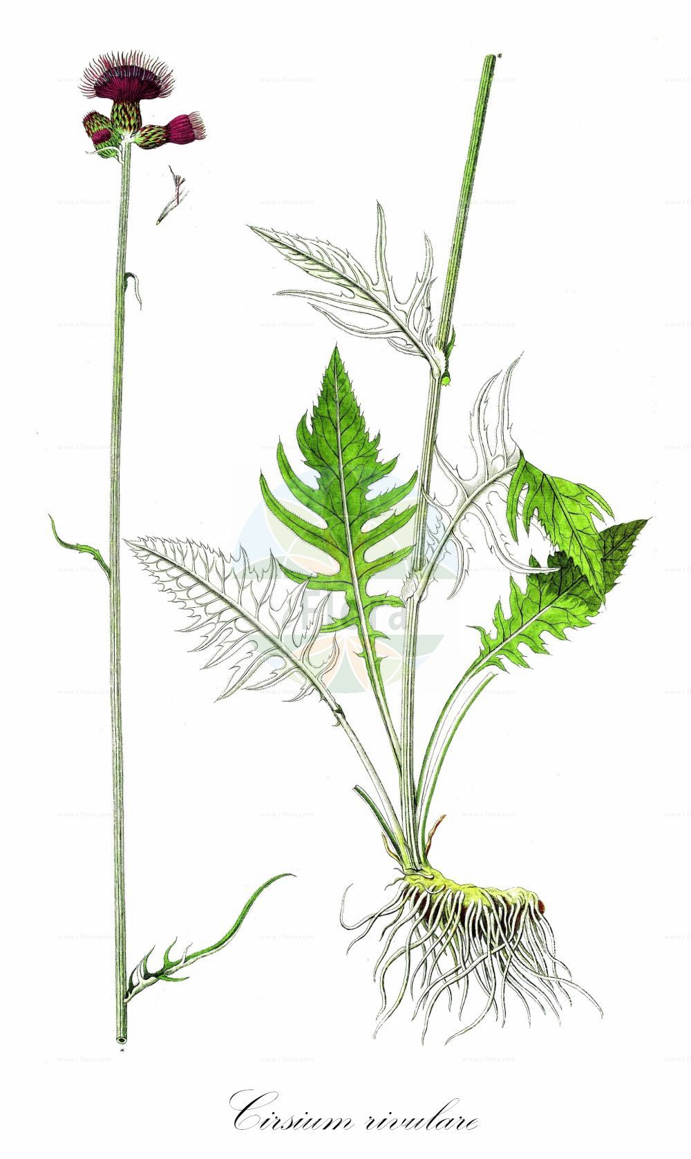 Historische Abbildung von Cirsium rivulare (Bach-Kratzdistel - Brook Thistle). Das Bild zeigt Blatt, Bluete, Frucht und Same. ---- Historical Drawing of Cirsium rivulare (Bach-Kratzdistel - Brook Thistle). The image is showing leaf, flower, fruit and seed.(Cirsium rivulare,Bach-Kratzdistel,Brook Thistle,Carduus rivularis,Carduus tricephalodes,Cirsium rivulare,Cirsium salisburgense,Cirsium tricephalodes,Cnicus rivularis,Cnicus salisburgensis,Bach-Kratzdistel,Brook Thistle,Cirsium,Kratzdistel,Thistle,Asteraceae,Korbblütengewächse,Daisy family,Blatt,Bluete,Frucht,Same,leaf,flower,fruit,seed)