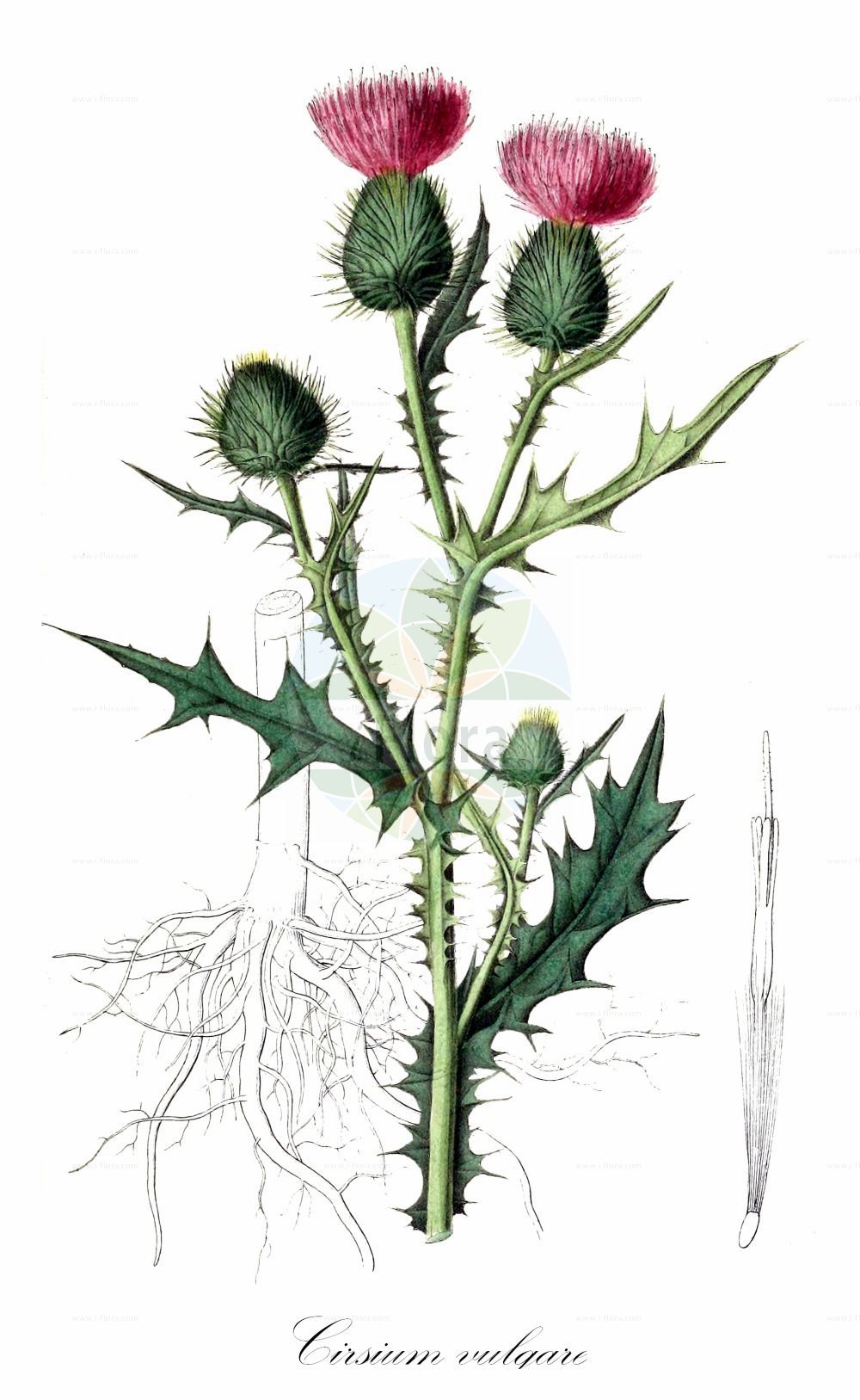 Historische Abbildung von Cirsium vulgare (Gewöhnliche Kratzdistel - Spear Thistle). Das Bild zeigt Blatt, Bluete, Frucht und Same. ---- Historical Drawing of Cirsium vulgare (Gewöhnliche Kratzdistel - Spear Thistle). The image is showing leaf, flower, fruit and seed.(Cirsium vulgare,Gewöhnliche Kratzdistel,Spear Thistle,Carduus lanceolatus,Carduus vulgaris,Cirsium lanceolatum,Cirsium linkii,Cirsium microcephalum,Cirsium strigosum,Cirsium vulgare,Cnicus lanceolatus,Cnicus strigosus,Gewoehnliche Kratzdistel,Lanzett-Kratzdistel,Speerdistel,Spear Thistle,Black Thistle,Bull Thistle,Scottish Thistle,Cirsium,Kratzdistel,Thistle,Asteraceae,Korbblütengewächse,Daisy family,Blatt,Bluete,Frucht,Same,leaf,flower,fruit,seed,Dietrich (1833-1844))