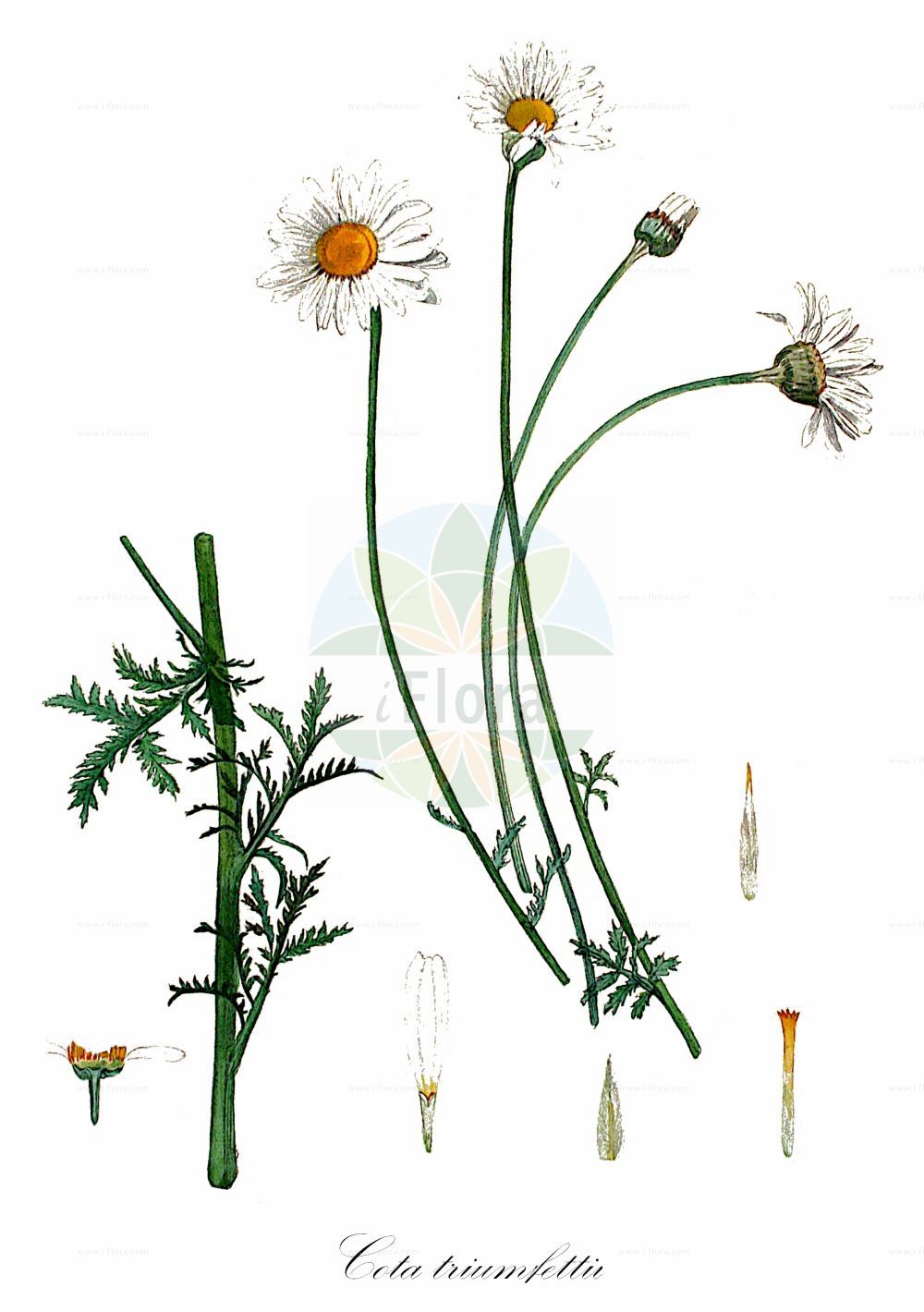 Historische Abbildung von Cota triumfettii. Das Bild zeigt Blatt, Bluete, Frucht und Same. ---- Historical Drawing of Cota triumfettii. The image is showing leaf, flower, fruit and seed.(Cota triumfettii,Anacyclus triumfettii,Anthemis canescens,Anthemis cossoniana,Anthemis dumetorum,Anthemis palumboi,Anthemis pyrenaica,Anthemis rigescens,Anthemis sachokiana,Anthemis triumfettii,Anthemis woronowii,Chamaemelum triumfettii,Cota aligulata,Cota cossoniana,Cota dumetorum,Cota rigescens,Cota triumfettii,Cota woronowii,Cota,Asteraceae,Korbblütengewächse,Daisy family,Blatt,Bluete,Frucht,Same,leaf,flower,fruit,seed,Kops (1800-1934))
