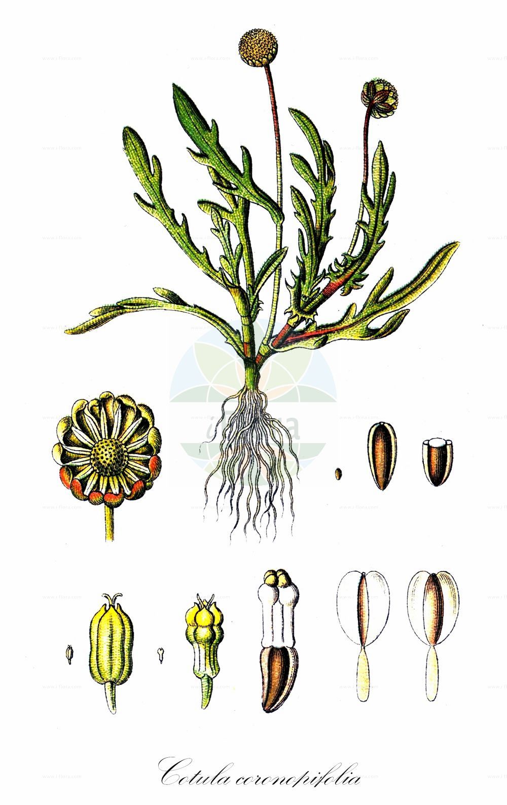 Historische Abbildung von Cotula coronopifolia (Krähenfüßige Laugenblume - Buttonweed). Das Bild zeigt Blatt, Bluete, Frucht und Same. ---- Historical Drawing of Cotula coronopifolia (Krähenfüßige Laugenblume - Buttonweed). The image is showing leaf, flower, fruit and seed.(Cotula coronopifolia,Krähenfüßige Laugenblume,Buttonweed,Cotula coronopifolia,Kraehenfuessige Laugenblume,Kraehenfussblaettrige Laugenblume,Buttonweed,Brassbuttons,Common Brassbuttons,Waterbuttons,Cotula,Laugenblume,Waterbuttons,Asteraceae,Korbblütengewächse,Daisy family,Blatt,Bluete,Frucht,Same,leaf,flower,fruit,seed,Sturm (1796f))