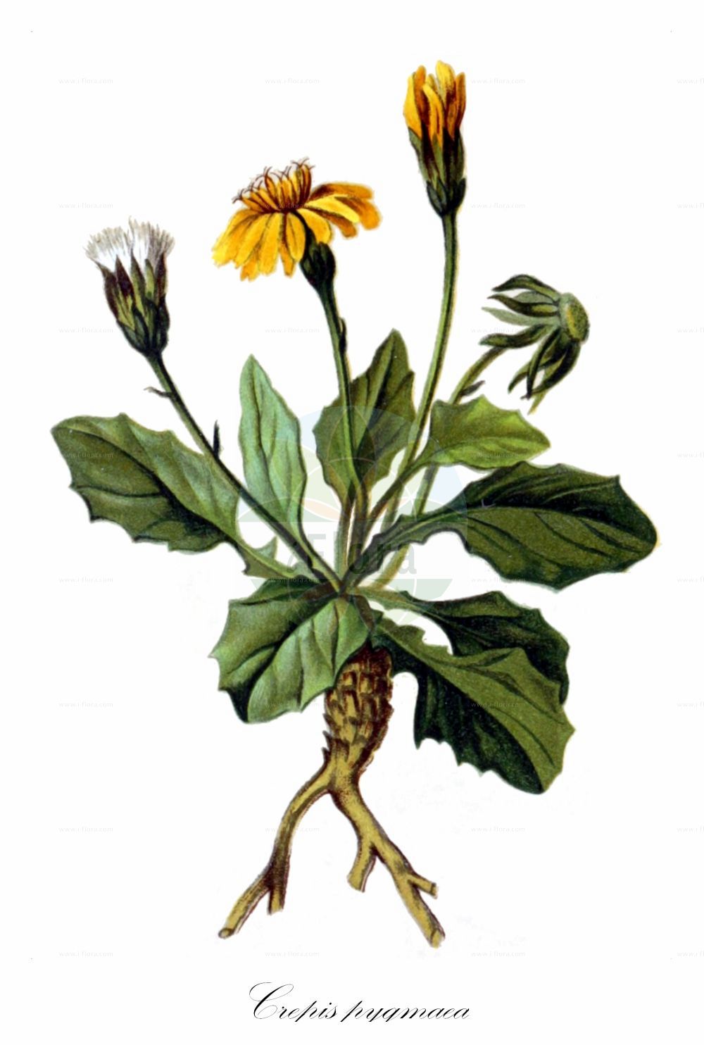 Historische Abbildung von Crepis pygmaea. Das Bild zeigt Blatt, Bluete, Frucht und Same. ---- Historical Drawing of Crepis pygmaea. The image is showing leaf, flower, fruit and seed.(Crepis pygmaea,Crepis pygmaea,Hieracium pumilum,Omalocline pygmaea,Crepis,Pippau,Hawk's-beard,Asteraceae,Korbblütengewächse,Daisy family,Blatt,Bluete,Frucht,Same,leaf,flower,fruit,seed,Hartinger & von Dalla Torre (1806f))