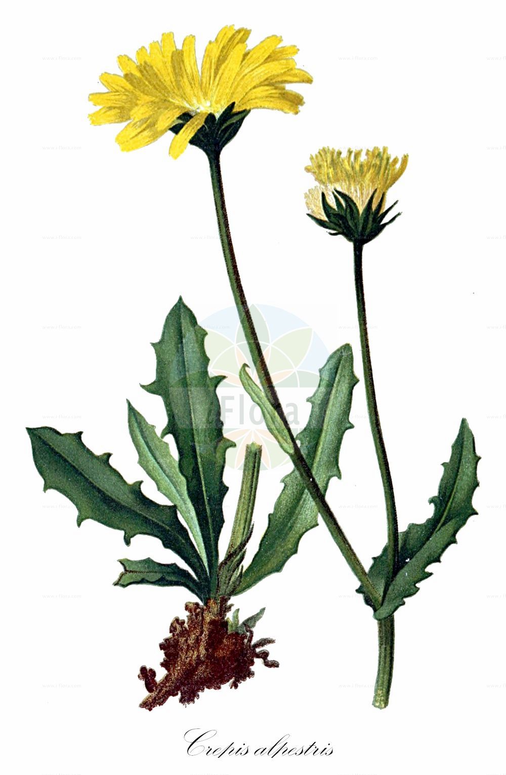 Historische Abbildung von Crepis alpestris (Alpen-Pippau - Alpine Hawk's-beard). Das Bild zeigt Blatt, Bluete, Frucht und Same. ---- Historical Drawing of Crepis alpestris (Alpen-Pippau - Alpine Hawk's-beard). The image is showing leaf, flower, fruit and seed.(Crepis alpestris,Alpen-Pippau,Alpine Hawk's-beard,Barkhausia mucronata,Crepis alpestris,Crepis mucronata,Hieracium alpestre,Alpen-Pippau,Alpine Hawk's-beard,Alpine Hawksbeard,Crepis,Pippau,Hawk's-beard,Asteraceae,Korbblütengewächse,Daisy family,Blatt,Bluete,Frucht,Same,leaf,flower,fruit,seed,Hartinger & von Dalla Torre (1806f))
