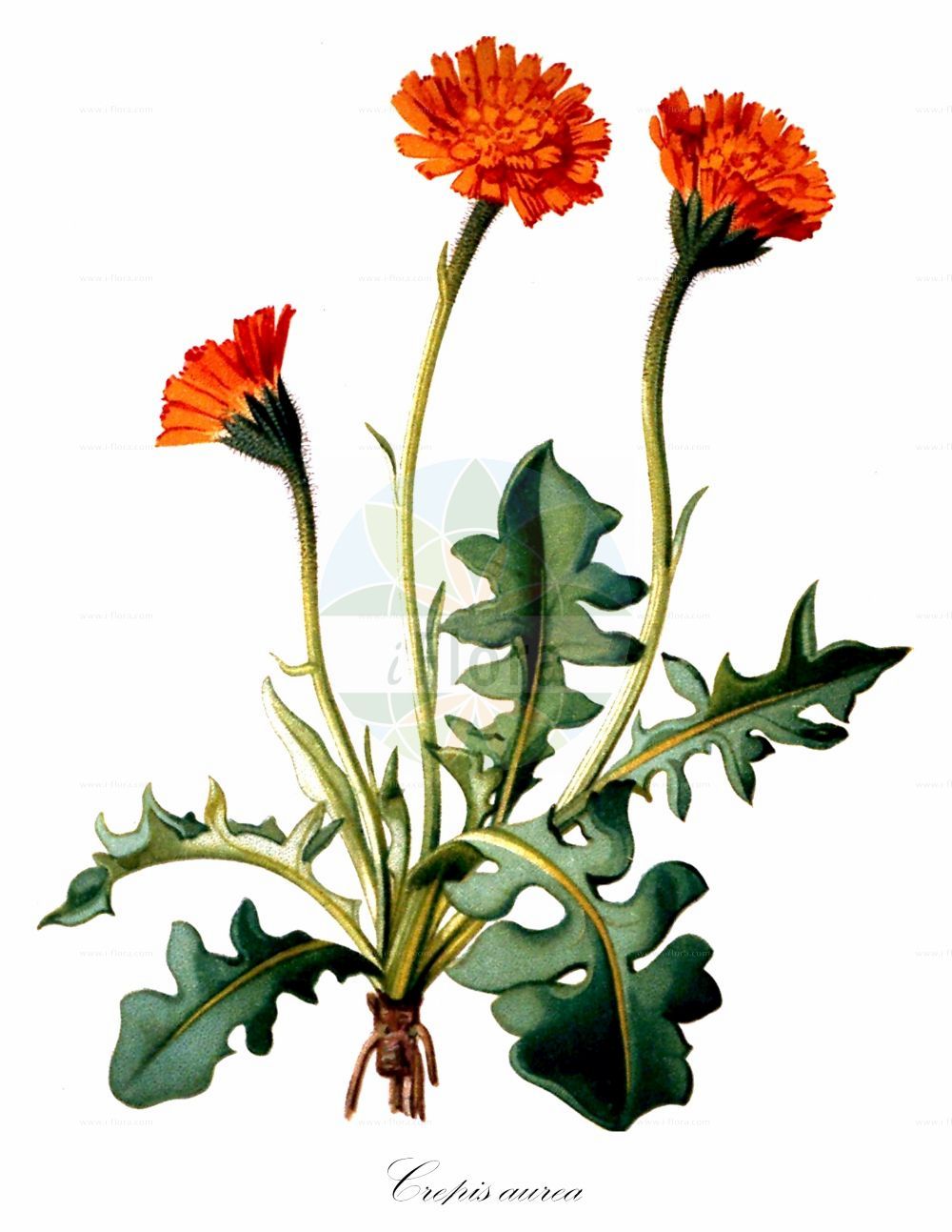 Historische Abbildung von Crepis aurea (Gold-Pippau - Golden Hawk's-beard). Das Bild zeigt Blatt, Bluete, Frucht und Same. ---- Historical Drawing of Crepis aurea (Gold-Pippau - Golden Hawk's-beard). The image is showing leaf, flower, fruit and seed.(Crepis aurea,Gold-Pippau,Golden Hawk's-beard,Crepis aurea,Crepis kitaibelii,Leontodon aureus,Gold-Pippau,Golden Hawk's-beard,Crepis,Pippau,Hawk's-beard,Asteraceae,Korbblütengewächse,Daisy family,Blatt,Bluete,Frucht,Same,leaf,flower,fruit,seed,Seboth & Graf (1879-1884))