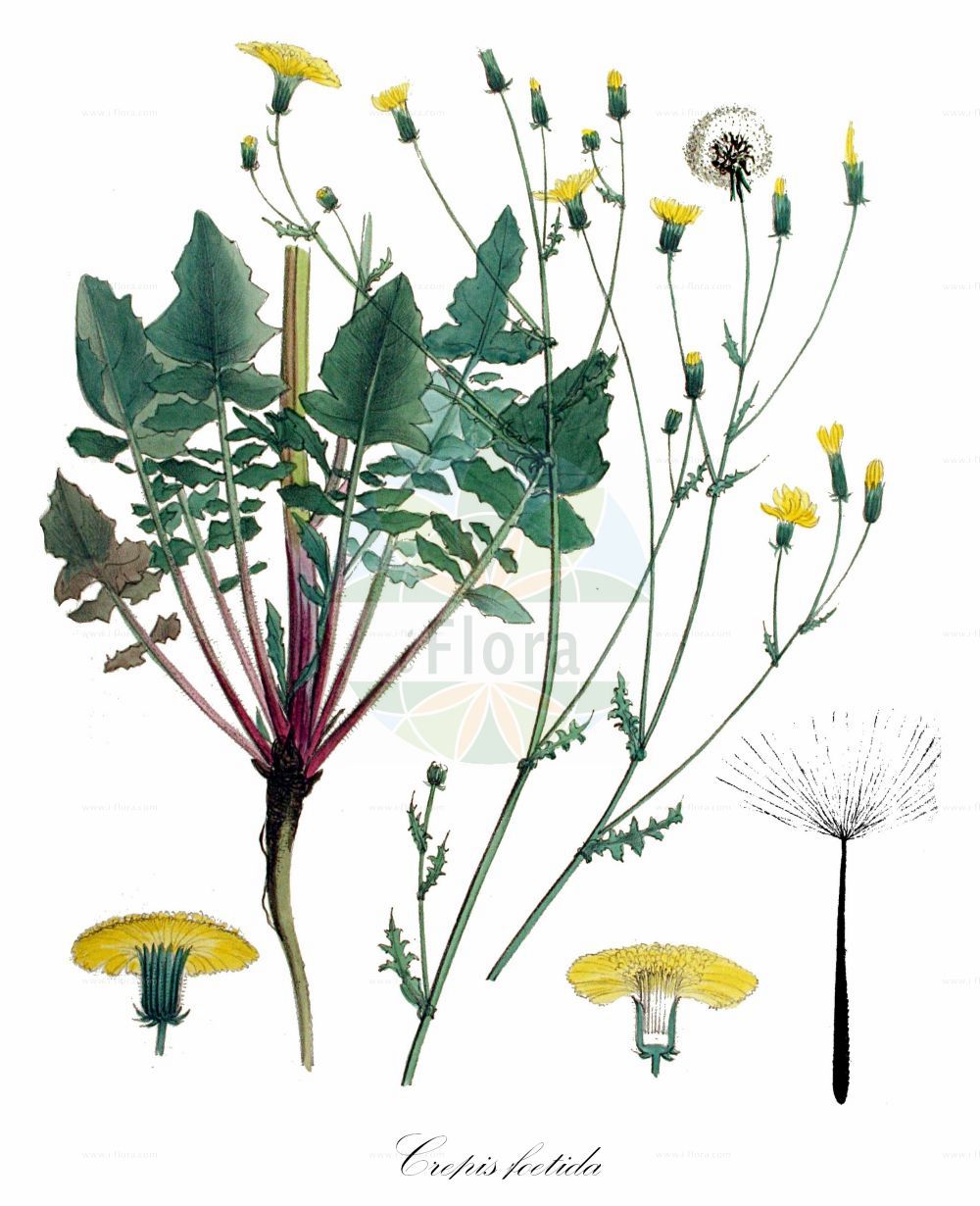 Historische Abbildung von Crepis foetida (Stink-Pippau - Stinking Hawk's-beard). Das Bild zeigt Blatt, Bluete, Frucht und Same. ---- Historical Drawing of Crepis foetida (Stink-Pippau - Stinking Hawk's-beard). The image is showing leaf, flower, fruit and seed.(Crepis foetida,Stink-Pippau,Stinking Hawk's-beard,Barkhausia foetida,Barkhausia zacinthia,Crepis fallax,Crepis foetida,Crepis gracilis,Crepis interrupta,Crepis radicata,Crepis zacinthia,Stink-Pippau,Stinking Hawk's-beard,Crepis,Pippau,Hawk's-beard,Asteraceae,Korbblütengewächse,Daisy family,Blatt,Bluete,Frucht,Same,leaf,flower,fruit,seed,Kops (1800-1934))