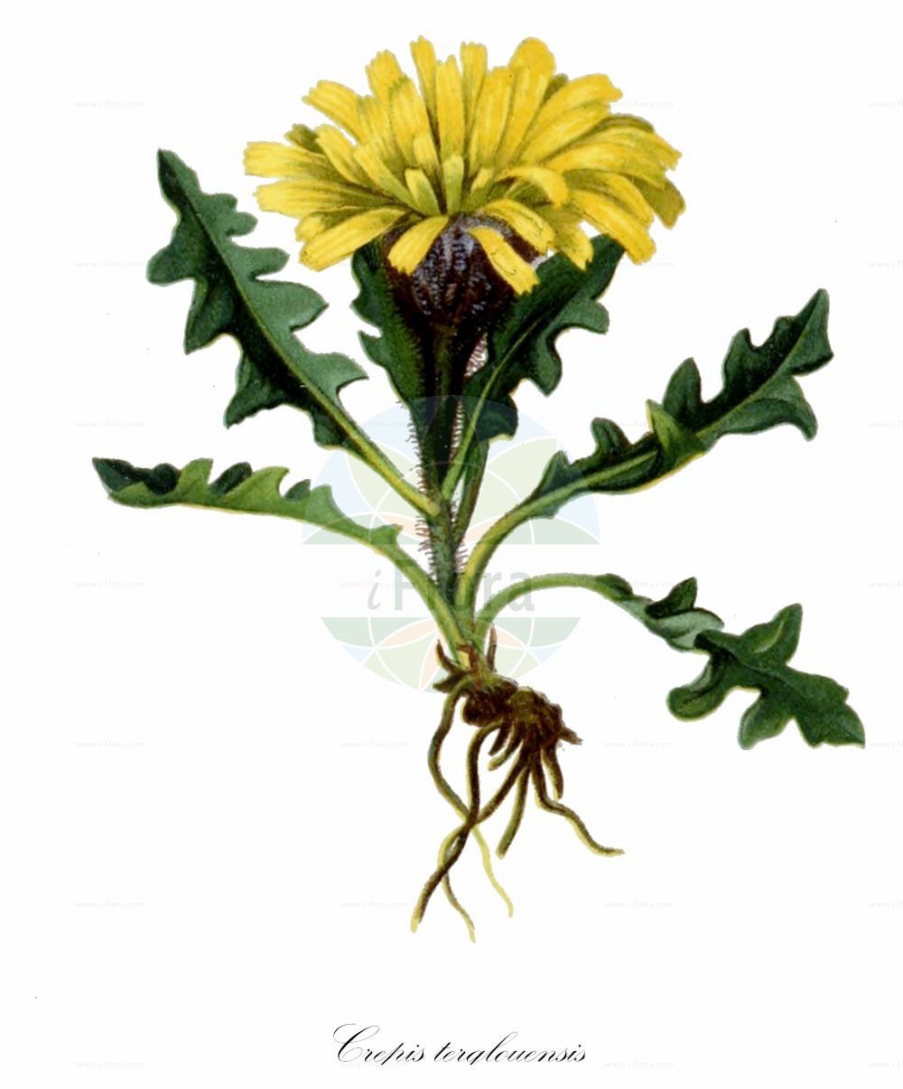Historische Abbildung von Crepis terglouensis (Triglav-Pippau - Triglav Hawk's-beard). Das Bild zeigt Blatt, Bluete, Frucht und Same. ---- Historical Drawing of Crepis terglouensis (Triglav-Pippau - Triglav Hawk's-beard). The image is showing leaf, flower, fruit and seed.(Crepis terglouensis,Triglav-Pippau,Triglav Hawk's-beard,Crepis hyoseridifolia,Crepis terglouensis,Hieracium hyoseridifolium,Leontodon terglouensis,Triglav-Pippau,Triglav Hawk's-beard,Triglav Hawksbeard,Crepis,Pippau,Hawk's-beard,Asteraceae,Korbblütengewächse,Daisy family,Blatt,Bluete,Frucht,Same,leaf,flower,fruit,seed,Hartinger & von Dalla Torre (1806f))