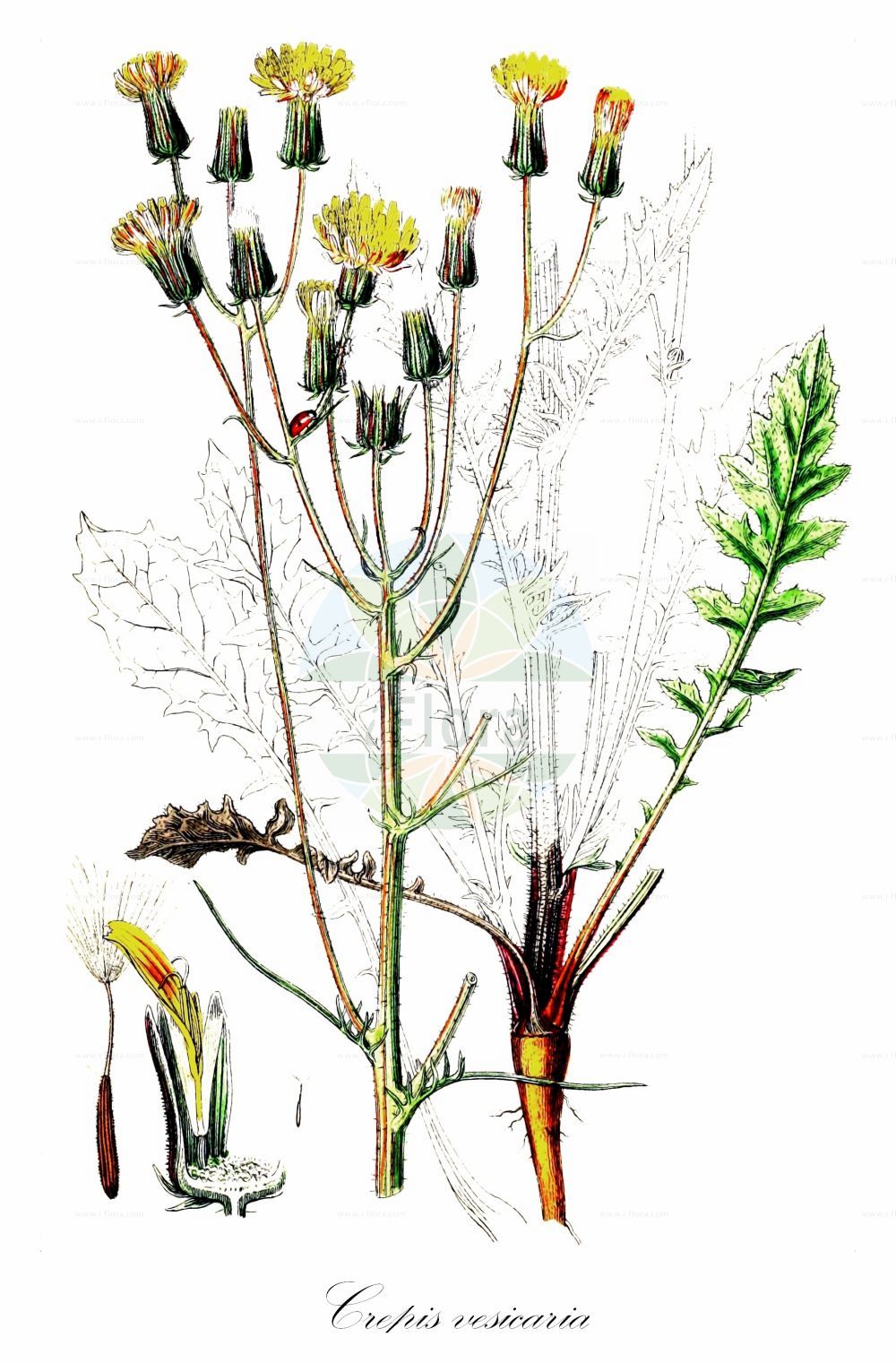 Historische Abbildung von Crepis vesicaria (Löwenzahnblättriger Pippau - Beaked Hawk's-beard). Das Bild zeigt Blatt, Bluete, Frucht und Same. ---- Historical Drawing of Crepis vesicaria (Löwenzahnblättriger Pippau - Beaked Hawk's-beard). The image is showing leaf, flower, fruit and seed.(Crepis vesicaria,Löwenzahnblättriger Pippau,Beaked Hawk's-beard,Crepis scariosa,Crepis taraxacoides,Crepis vesicaria,Loewenzahnblaettriger Pippau,Beaked Hawk's-beard,Striped Hawksbeard,Crepis,Pippau,Hawk's-beard,Asteraceae,Korbblütengewächse,Daisy family,Blatt,Bluete,Frucht,Same,leaf,flower,fruit,seed,Sowerby (1790-1813))