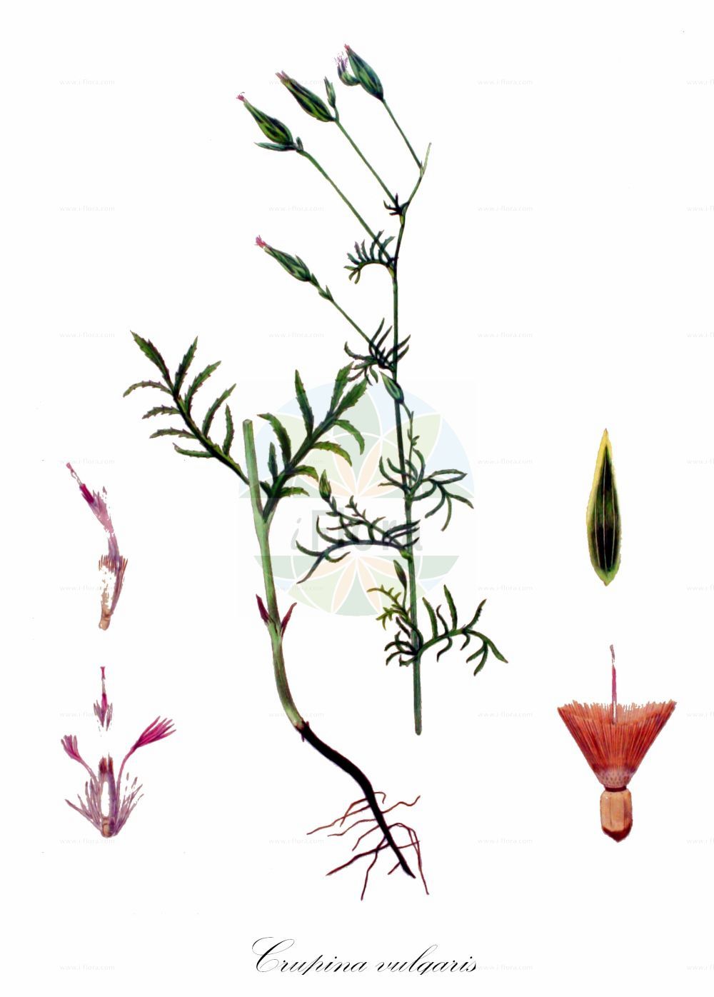 Historische Abbildung von Crupina vulgaris. Das Bild zeigt Blatt, Bluete, Frucht und Same. ---- Historical Drawing of Crupina vulgaris. The image is showing leaf, flower, fruit and seed.(Crupina vulgaris,Centaurea acuta,Centaurea crupina,Centaurea tenuifolia,Crupina acuta,Crupina brachypappa,Crupina vulgaris,Crupina,Asteraceae,Korbblütengewächse,Daisy family,Blatt,Bluete,Frucht,Same,leaf,flower,fruit,seed,Kops (1800-1934))