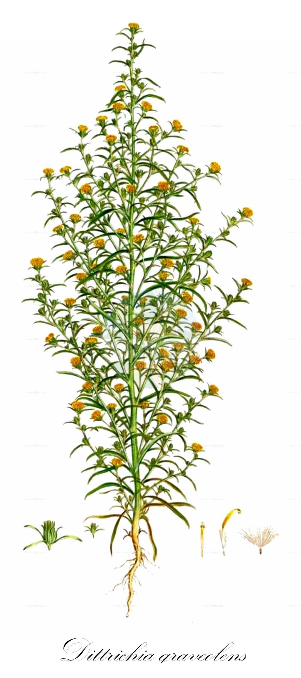 Historische Abbildung von Dittrichia graveolens (Klebriger Alant - Stinking Fleabane). Das Bild zeigt Blatt, Bluete, Frucht und Same. ---- Historical Drawing of Dittrichia graveolens (Klebriger Alant - Stinking Fleabane). The image is showing leaf, flower, fruit and seed.(Dittrichia graveolens,Klebriger Alant,Stinking Fleabane,Cupularia graveolens,Dittrichia graveolens,Erigeron graveolens,Inula graveolens,Inula quadridentata,Jacobaea graveolens,Klebriger Alant,Stinking Fleabane,Cape Khaki Weed,Stinkwort,Dittrichia,Alant,Asteraceae,Korbblütengewächse,Daisy family,Blatt,Bluete,Frucht,Same,leaf,flower,fruit,seed,Sibthorp & Smith (1806-1840))