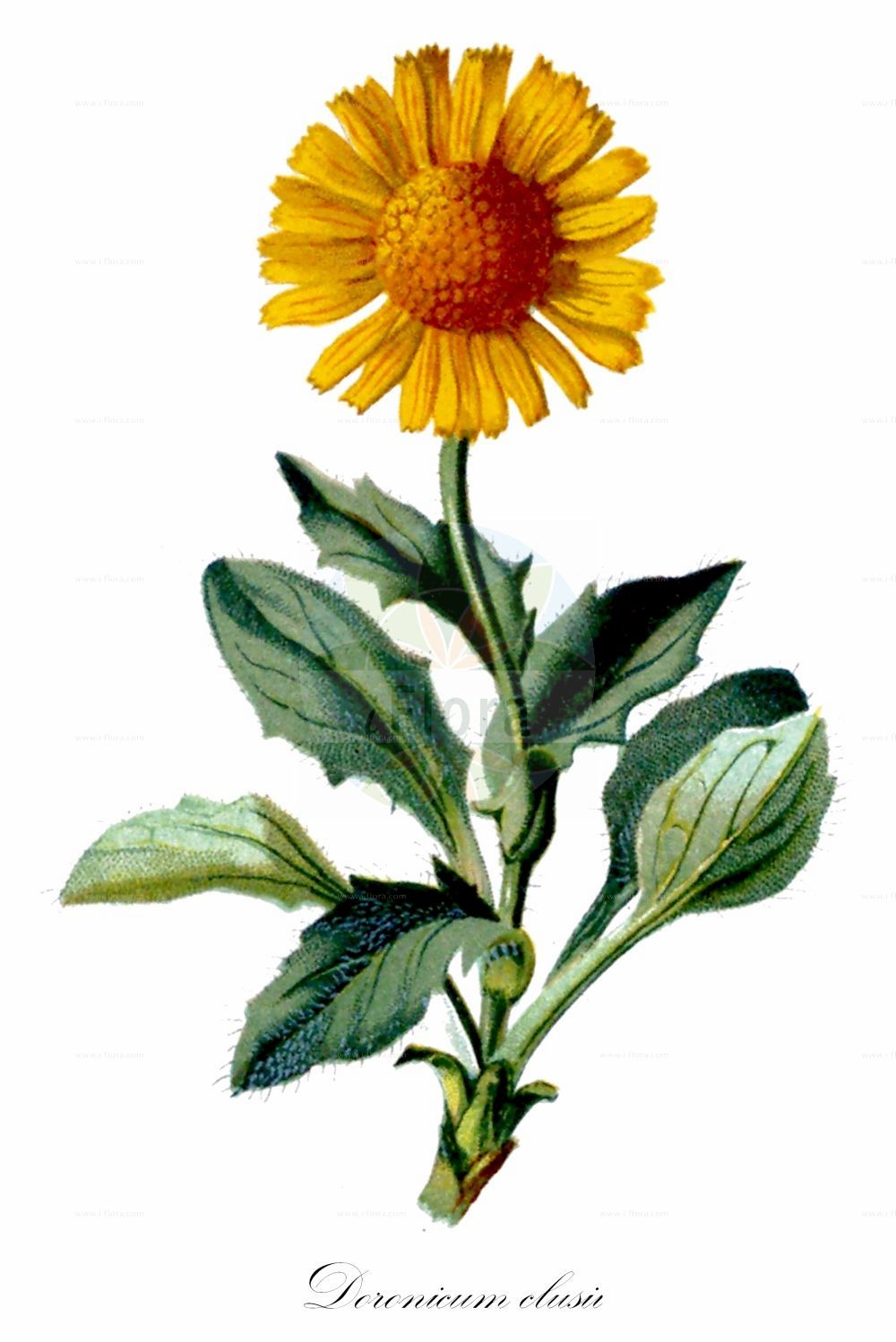 Historische Abbildung von Doronicum clusii. Das Bild zeigt Blatt, Bluete, Frucht und Same. ---- Historical Drawing of Doronicum clusii. The image is showing leaf, flower, fruit and seed.(Doronicum clusii,Arnica clusii,Arnica stiriaca,Aronicum clusii,Doronicum clusii,Doronicum hirsutum,Doronicum stiriacum,Doronicum,Gemswurz,False Leopard's-bane,Asteraceae,Korbblütengewächse,Daisy family,Blatt,Bluete,Frucht,Same,leaf,flower,fruit,seed,Seboth & Graf (1879-1884))