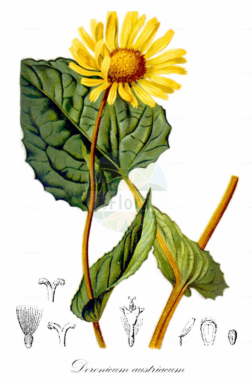 Historische Abbildung von Doronicum austriacum (Österreichische Gemswurz - Austrian Leopard's-bane). Das Bild zeigt Blatt, Bluete, Frucht und Same. ---- Historical Drawing of Doronicum austriacum (Österreichische Gemswurz - Austrian Leopard's-bane). The image is showing leaf, flower, fruit and seed.(Doronicum austriacum,Österreichische Gemswurz,Austrian Leopard's-bane,Doronicum austriacum,Österreichische Gemswurz,Austrian Leopard's-bane,Doronicum,Gemswurz,False Leopard's-bane,Asteraceae,Korbblütengewächse,Daisy family,Blatt,Bluete,Frucht,Same,leaf,flower,fruit,seed,Hartinger & von Dalla Torre (1806f))