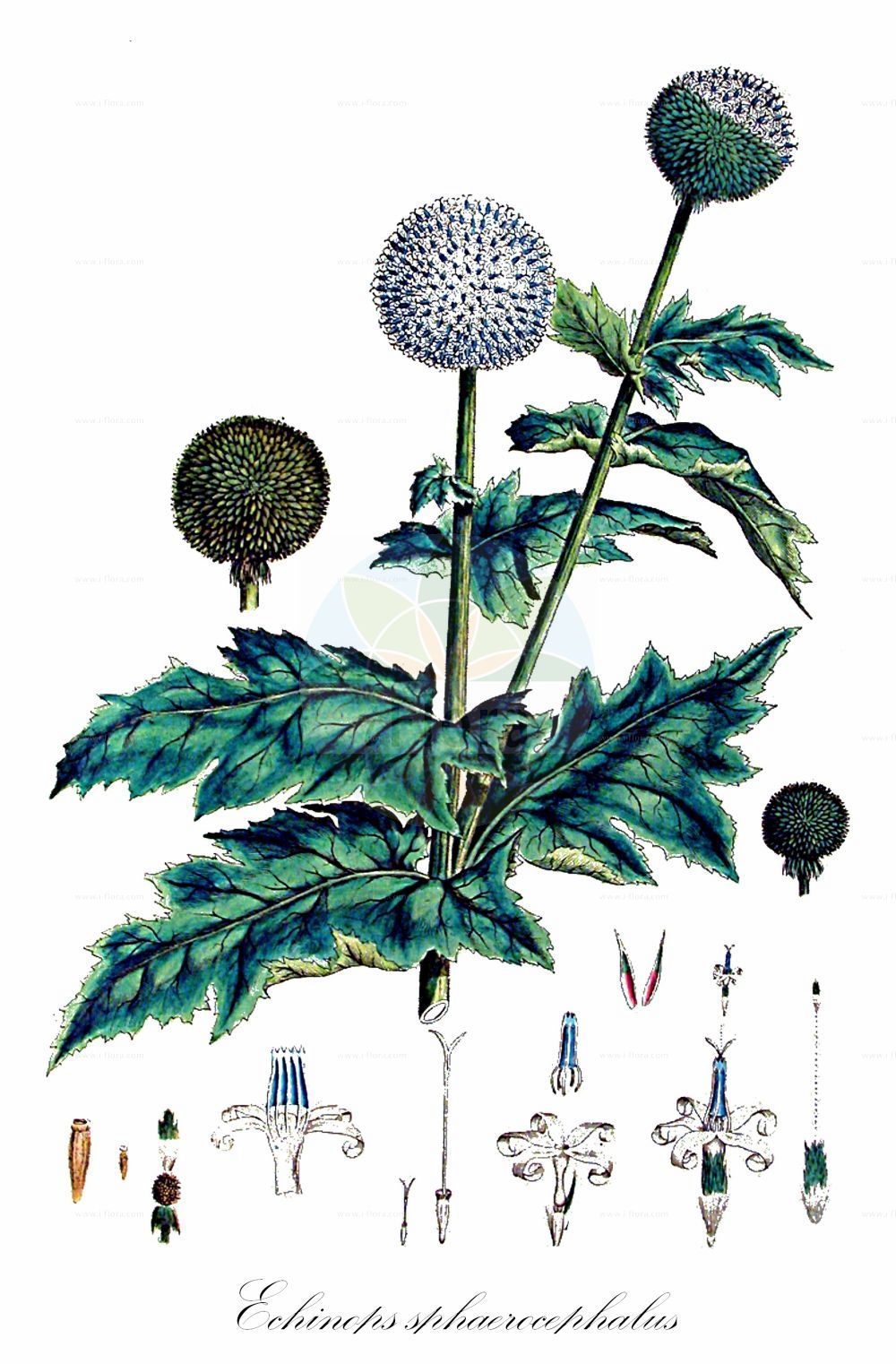 Historische Abbildung von Echinops sphaerocephalus (Drüsenblättrige Kugeldistel - Glandular Globe-thistle). Das Bild zeigt Blatt, Bluete, Frucht und Same. ---- Historical Drawing of Echinops sphaerocephalus (Drüsenblättrige Kugeldistel - Glandular Globe-thistle). The image is showing leaf, flower, fruit and seed.(Echinops sphaerocephalus,Drüsenblättrige Kugeldistel,Glandular Globe-thistle,Echinops cirsiifolius,Echinops erevanensis,Echinops macedonicus,Echinops multiflorus,Echinops sphaerocephalus,Echinops sphaerocephalus subsp. cirsiifolius,,Druesenblaettrige Kugeldistel,Druesige Kugeldistel,Gewoehnliche Kugeldistel,Glandular Globe-thistle,Globe Thistle,Great Globe Thistle,Pale Globe Thistle,Echinops,Kugeldistel,Globethistle,Asteraceae,Korbblütengewächse,Daisy family,Blatt,Bluete,Frucht,Same,leaf,flower,fruit,seed,Miller (1770-1777))