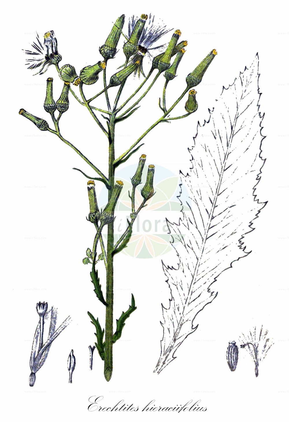 Historische Abbildung von Erechtites hieraciifolius (Habichts-Scheinkreuzkraut - American Burnweed). Das Bild zeigt Blatt, Bluete, Frucht und Same. ---- Historical Drawing of Erechtites hieraciifolius (Habichts-Scheinkreuzkraut - American Burnweed). The image is showing leaf, flower, fruit and seed.(Erechtites hieraciifolius,Habichts-Scheinkreuzkraut,American Burnweed,Erechtites hieraciifolius,Senecio hieraciifolius,Habichts-Scheinkreuzkraut,American Burnweed,Erechtites,Scheingreiskraut,Burnweed,Asteraceae,Korbblütengewächse,Daisy family,Blatt,Bluete,Frucht,Same,leaf,flower,fruit,seed,Millspaugh (1892))
