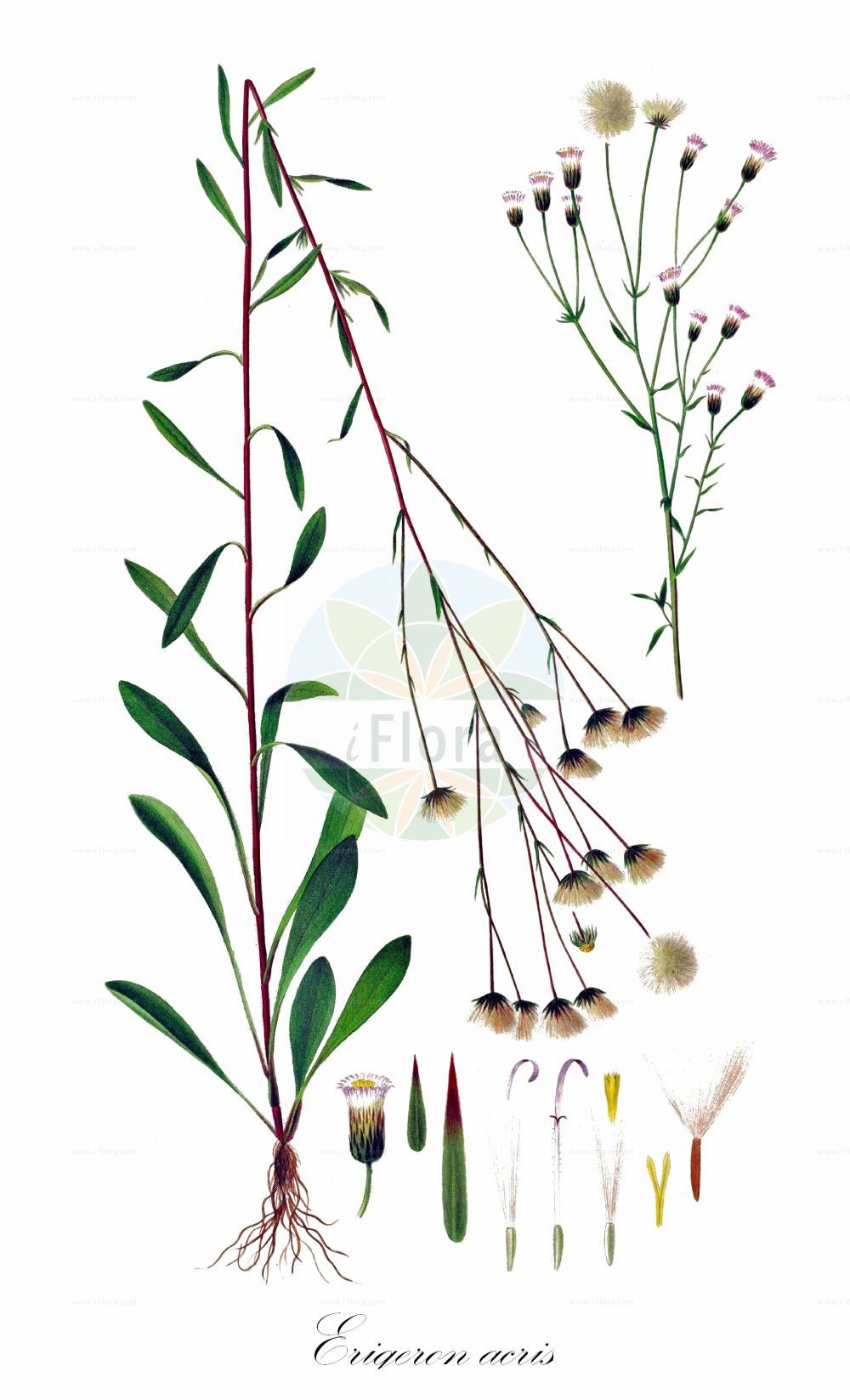 Historische Abbildung von Erigeron acris (Scharfes Berufkraut - Blue Fleabane). Das Bild zeigt Blatt, Bluete, Frucht und Same. ---- Historical Drawing of Erigeron acris (Scharfes Berufkraut - Blue Fleabane). The image is showing leaf, flower, fruit and seed.(Erigeron acris,Scharfes Berufkraut,Blue Fleabane,Erigeron acris,Erigeron corymbosus,Erigeron crispulus,Erigeron orientalis,Erigeron shepardii,Trimorpha acris,Scharfes Berufkraut,Eigentliches Scharfes Berufkraut,Gewoehnliches Scharfes Berufkraut,Grossblaettriges Scharfes Berufkraut,Kantiges Berufkraut,Kantiges Scharfes Berufkraut,Raues Berufkraut,Blue Fleabane,Bitter Fleabane,Erigeron,Berufkraut,Fleabane,Asteraceae,Korbblütengewächse,Daisy family,Blatt,Bluete,Frucht,Same,leaf,flower,fruit,seed,Oeder (1761-1883))