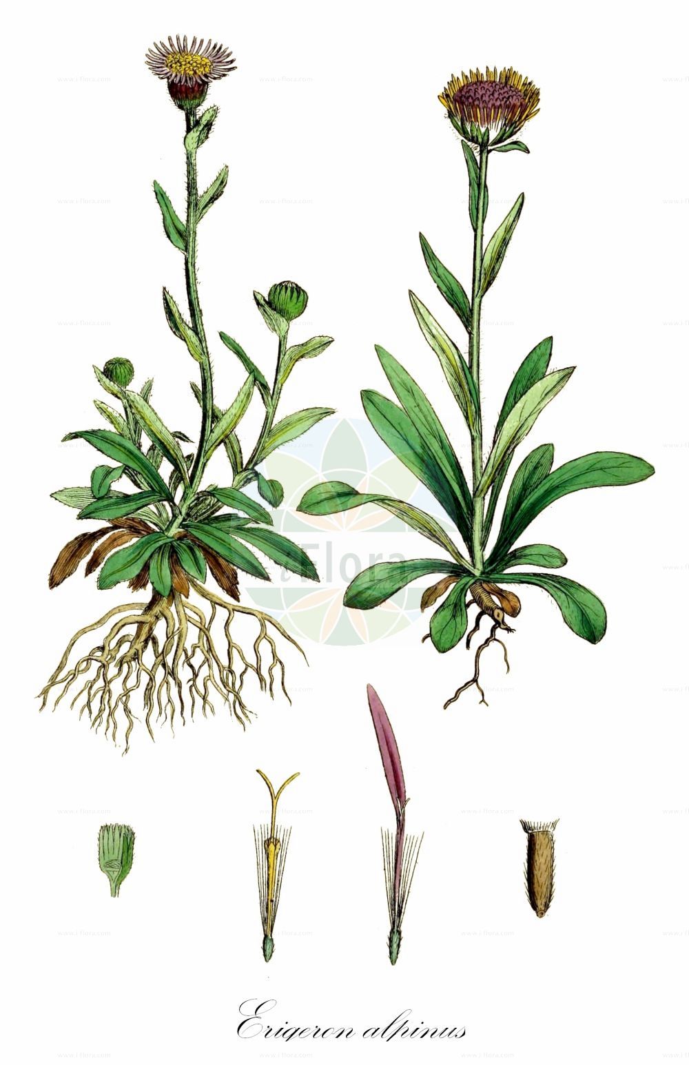 Historische Abbildung von Erigeron alpinus (Alpen-Berufkraut). Das Bild zeigt Blatt, Bluete, Frucht und Same. ---- Historical Drawing of Erigeron alpinus (Alpen-Berufkraut). The image is showing leaf, flower, fruit and seed.(Erigeron alpinus,Alpen-Berufkraut,Aster pyrenaicus,Erigeron alpinus,Erigeron hirsutus,Erigeron prantlii,Erigeron pyrenaicus,Alpen-Berufkraut,Erigeron,Berufkraut,Fleabane,Asteraceae,Korbblütengewächse,Daisy family,Blatt,Bluete,Frucht,Same,leaf,flower,fruit,seed,Sowerby (1790-1813))