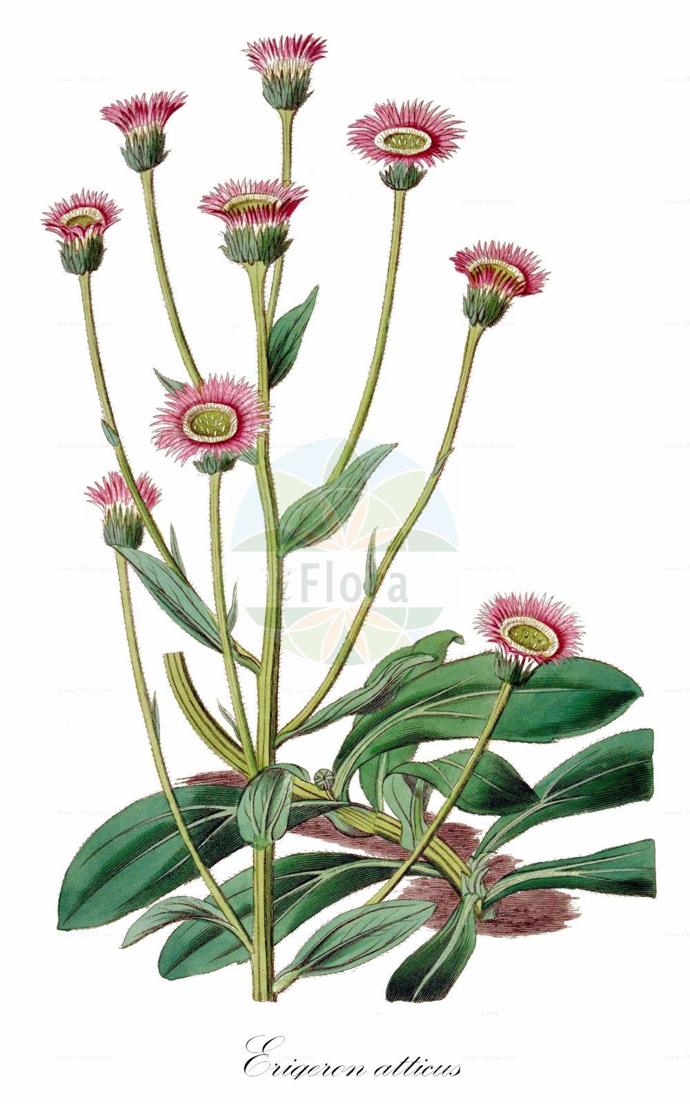Historische Abbildung von Erigeron atticus (Drüsiges Berufkraut - Greek Fleabane). Das Bild zeigt Blatt, Bluete, Frucht und Same. ---- Historical Drawing of Erigeron atticus (Drüsiges Berufkraut - Greek Fleabane). The image is showing leaf, flower, fruit and seed.(Erigeron atticus,Drüsiges Berufkraut,Greek Fleabane,Erigeron atticus,Erigeron villarsii,Druesiges Berufkraut,Attisches Berufkraut,Reichdruesiges Berufkraut.,Villars´ Berufkraut,Greek Fleabane,Erigeron,Berufkraut,Fleabane,Asteraceae,Korbblütengewächse,Daisy family,Blatt,Bluete,Frucht,Same,leaf,flower,fruit,seed)