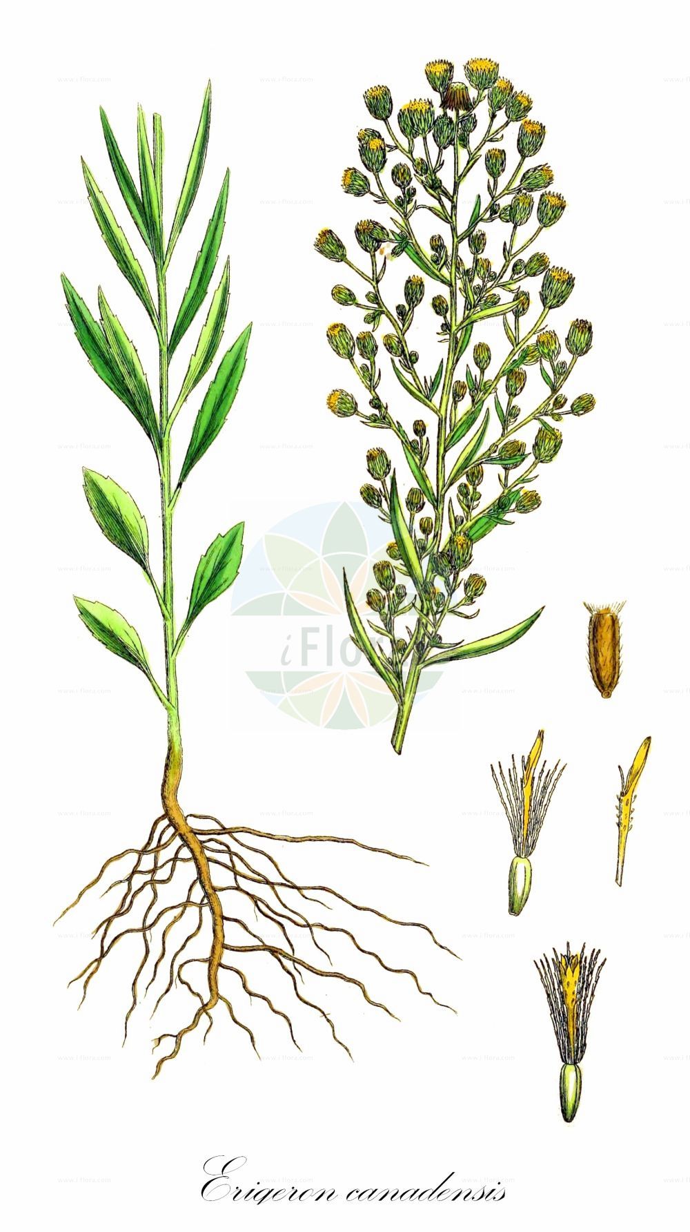 Historische Abbildung von Erigeron canadensis (Kanadisches Berufkraut - Canadian Fleabane). Das Bild zeigt Blatt, Bluete, Frucht und Same. ---- Historical Drawing of Erigeron canadensis (Kanadisches Berufkraut - Canadian Fleabane). The image is showing leaf, flower, fruit and seed.(Erigeron canadensis,Kanadisches Berufkraut,Canadian Fleabane,Conyza canadensis,Erigeron canadensis,Erigeron setifer,Trimorpha canadensis,Kanadisches Berufkraut,Gewoehnliches Kanadaberufkraut,Canadian Fleabane,Horseweed Fleabane,Butterweed,Canadian Horseweed,Canada Horseweed,Hogweed,Horseweed,Mare's-tail,Erigeron,Berufkraut,Fleabane,Asteraceae,Korbblütengewächse,Daisy family,Blatt,Bluete,Frucht,Same,leaf,flower,fruit,seed,Sowerby (1790-1813))