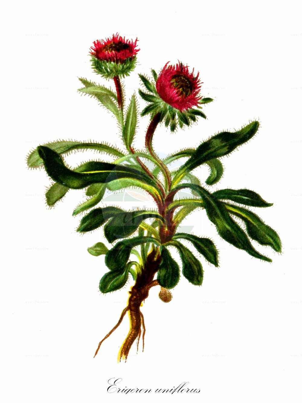 Historische Abbildung von Erigeron uniflorus (Einköpfiges Berufkraut - Arctic Alpine Fleabane). Das Bild zeigt Blatt, Bluete, Frucht und Same. ---- Historical Drawing of Erigeron uniflorus (Einköpfiges Berufkraut - Arctic Alpine Fleabane). The image is showing leaf, flower, fruit and seed.(Erigeron uniflorus,Einköpfiges Berufkraut,Arctic Alpine Fleabane,Erigeron polymorphus,Erigeron uniflorus,Einkoepfiges Berufkraut,Arctic Alpine Fleabane,Dwarf Fleabane,Oneflower Fleabane,One-flowered Fleabane,Erigeron,Berufkraut,Fleabane,Asteraceae,Korbblütengewächse,Daisy family,Blatt,Bluete,Frucht,Same,leaf,flower,fruit,seed,Hartinger & von Dalla Torre (1806f))