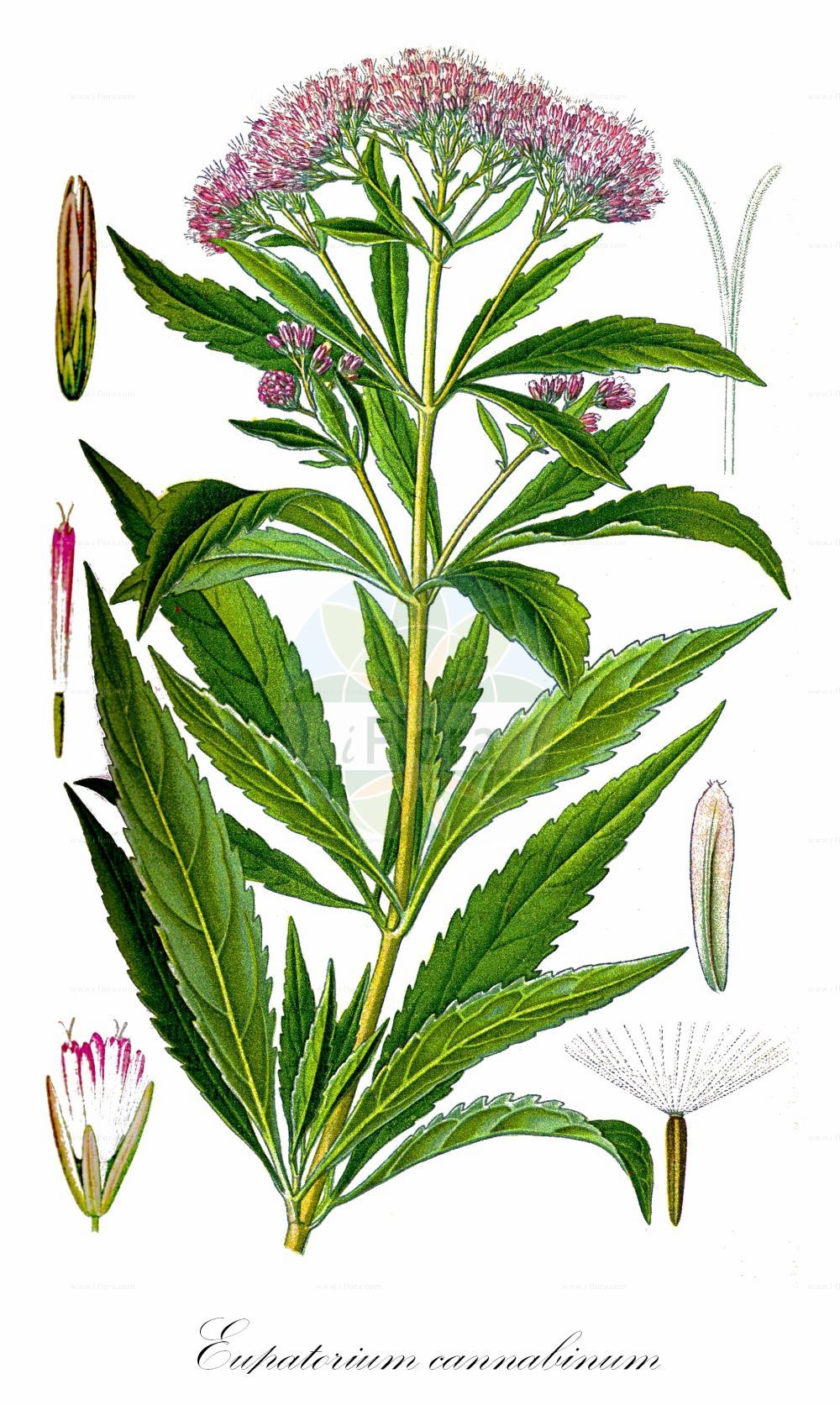 Historische Abbildung von Eupatorium cannabinum (Gewöhnlicher Wasserdost - Hemp-agrimony). Das Bild zeigt Blatt, Bluete, Frucht und Same. ---- Historical Drawing of Eupatorium cannabinum (Gewöhnlicher Wasserdost - Hemp-agrimony). The image is showing leaf, flower, fruit and seed.(Eupatorium cannabinum,Gewöhnlicher Wasserdost,Hemp-agrimony,Eupatorium cannabinum,Eupatorium ponticum,Eupatorium syriacum,Gewoehnlicher Wasserdost,Echter Wasserdost,Kunigundenkraut,Wasserhanf,Hemp-agrimony,Water Hemp Agrimony,Eupatorium,Wasserdost,Thoroughwort,Asteraceae,Korbblütengewächse,Daisy family,Blatt,Bluete,Frucht,Same,leaf,flower,fruit,seed,Thomé (1885))