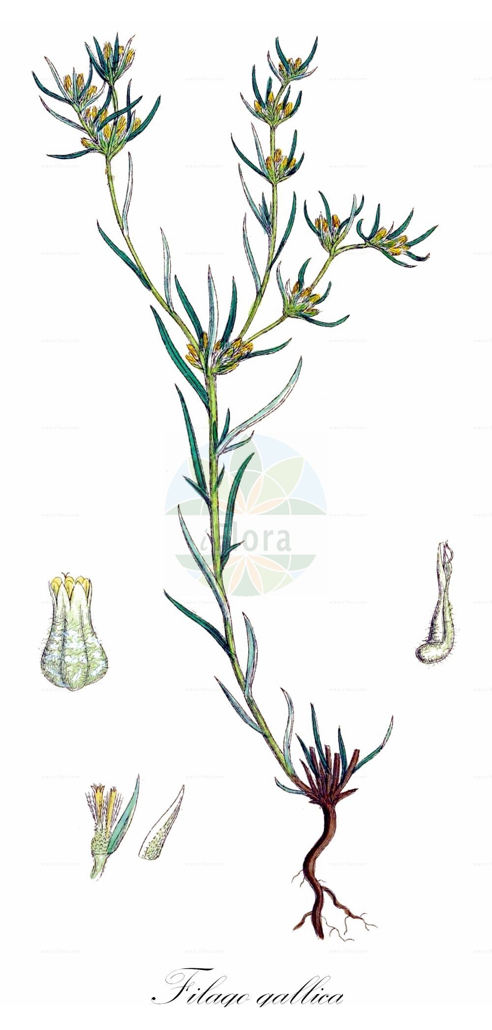 Historische Abbildung von Filago gallica (Französisches Filzkraut - Narrow-leaved Cudweed). Das Bild zeigt Blatt, Bluete, Frucht und Same. ---- Historical Drawing of Filago gallica (Französisches Filzkraut - Narrow-leaved Cudweed). The image is showing leaf, flower, fruit and seed.(Filago gallica,Französisches Filzkraut,Narrow-leaved Cudweed,Filago gallica,Filago tenuifolia,Filago tinei,Gnaphalium gallicum,Logfia gallica,Logfia subulata,Logfia tenuifolia,Oglifa gallica,Franzoesisches Filzkraut,Narrow-leaved Cudweed,Dagger-leaf Cottonrose,French Cudweed,Narrow-leaf Cottonrose,Filago,Filzkraut,Cottonrose,Asteraceae,Korbblütengewächse,Daisy family,Blatt,Bluete,Frucht,Same,leaf,flower,fruit,seed,Sowerby (1790-1813))