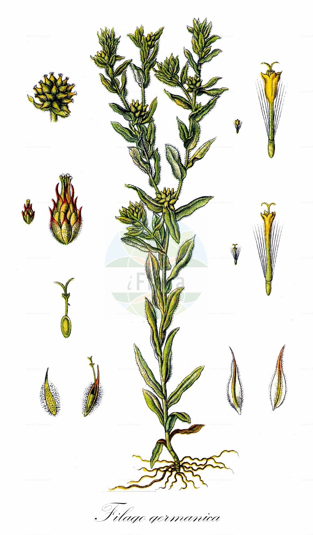 Historische Abbildung von Filago germanica (Spatelblättriges Filzkraut - Common Cudweed). Das Bild zeigt Blatt, Bluete, Frucht und Same. ---- Historical Drawing of Filago germanica (Spatelblättriges Filzkraut - Common Cudweed). The image is showing leaf, flower, fruit and seed.(Filago germanica,Spatelblättriges Filzkraut,Common Cudweed,Filago canescens,Filago germanica,Filago numidica,Filago vulgaris,Gifola germanica,Gnaphalium germanicum,Spatelblaettriges Filzkraut,Deutsches Filzkraut,Gewoehnliches Filzkraut,Common Cudweed,Common Cottonrose,Common Cutweed,Filago,Filzkraut,Cottonrose,Asteraceae,Korbblütengewächse,Daisy family,Blatt,Bluete,Frucht,Same,leaf,flower,fruit,seed,Sturm (1796f))