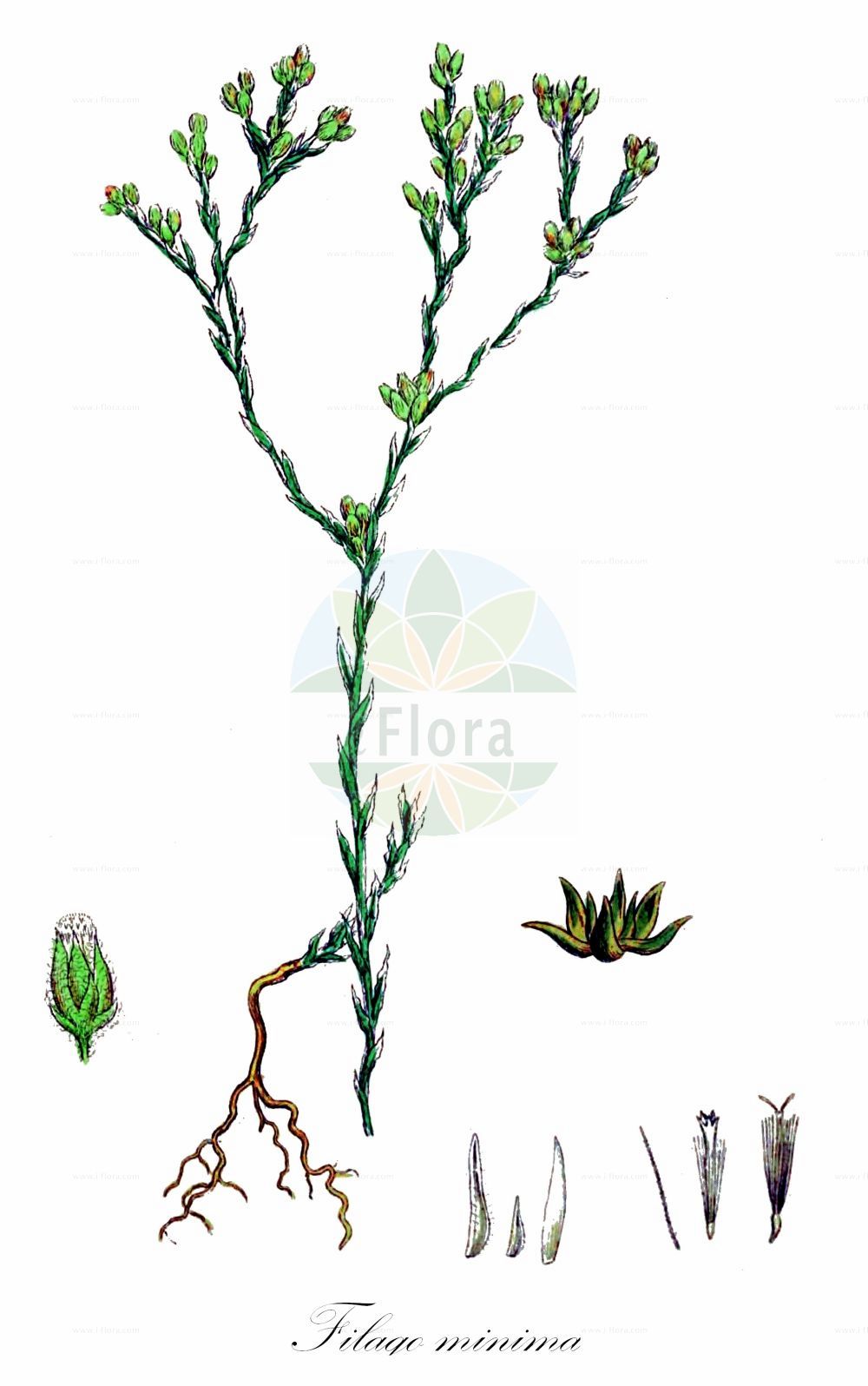 Historische Abbildung von Filago minima (Kleines Filzkraut - Small Cudweed). Das Bild zeigt Blatt, Bluete, Frucht und Same. ---- Historical Drawing of Filago minima (Kleines Filzkraut - Small Cudweed). The image is showing leaf, flower, fruit and seed.(Filago minima,Kleines Filzkraut,Small Cudweed,Filago minima,Gnaphalium minimum,Logfia minima,Oglifa minima,Kleines Filzkraut,Berg-Filzkraut,Small Cudweed,Slender Cudweed,Little Cottonrose,Filago,Filzkraut,Cottonrose,Asteraceae,Korbblütengewächse,Daisy family,Blatt,Bluete,Frucht,Same,leaf,flower,fruit,seed,Sowerby (1790-1813))
