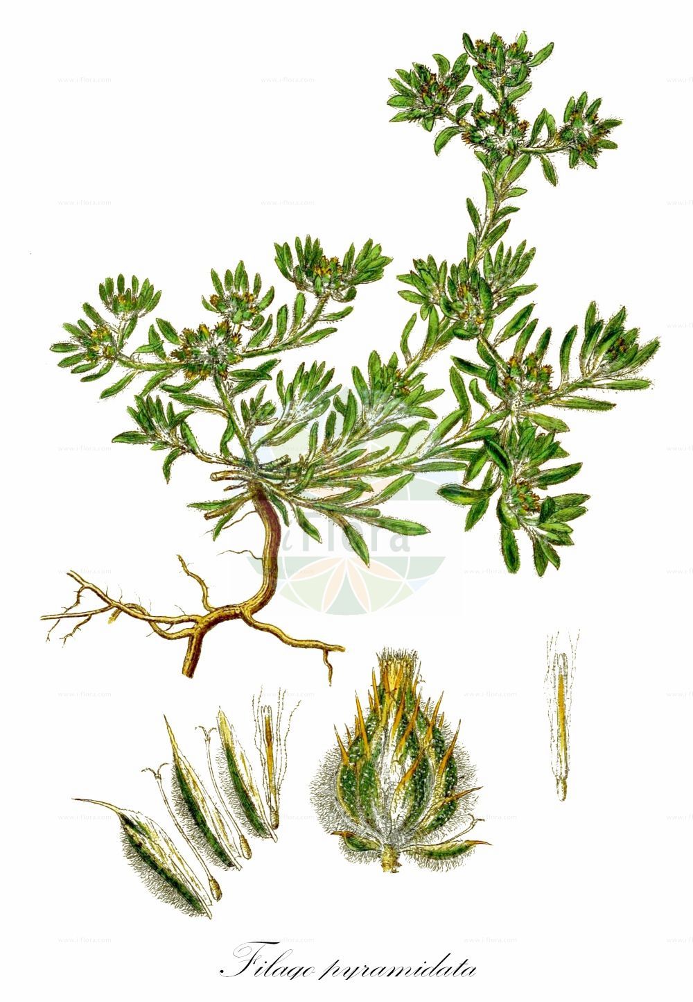 Historische Abbildung von Filago pyramidata (Spatelblättriges Filzkraut - Broad-leaved Cudweed). Das Bild zeigt Blatt, Bluete, Frucht und Same. ---- Historical Drawing of Filago pyramidata (Spatelblättriges Filzkraut - Broad-leaved Cudweed). The image is showing leaf, flower, fruit and seed.(Filago pyramidata,Spatelblättriges Filzkraut,Broad-leaved Cudweed,Evax tenuifolia,Filago cossyrensis,Filago gussonei,Filago prostrata,Filago pseudoevax,Filago pyramidata,Filago robusta,Filago spathulata,Gifola spathulata,Spatelblaettriges Filzkraut,Broad-leaved Cudweed,Broadleaf Cottonrose,Broad-leaved Cutweed,Filago,Filzkraut,Cottonrose,Asteraceae,Korbblütengewächse,Daisy family,Blatt,Bluete,Frucht,Same,leaf,flower,fruit,seed,Sowerby (1790-1813))