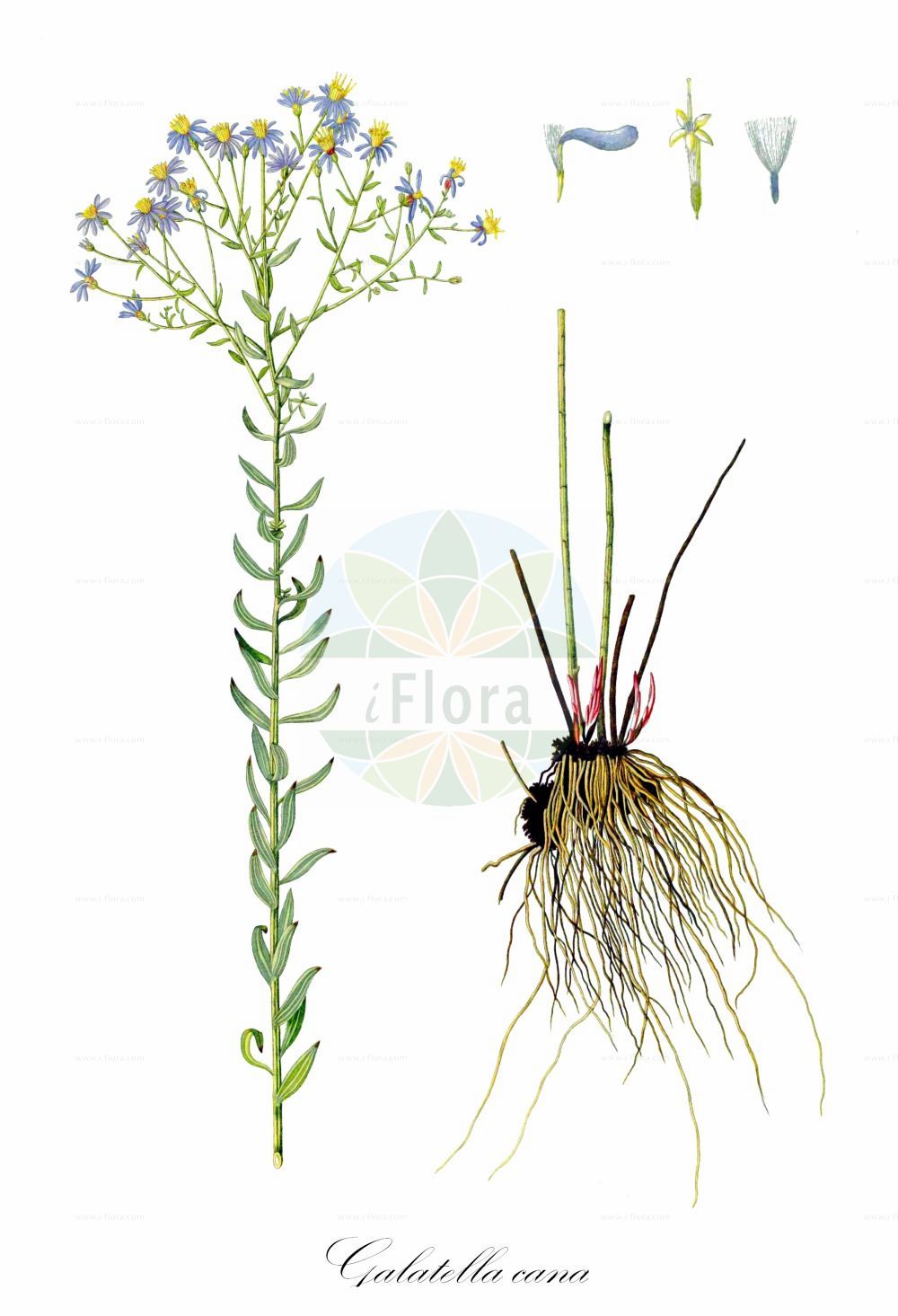 Historische Abbildung von Galatella cana. Das Bild zeigt Blatt, Bluete, Frucht und Same. ---- Historical Drawing of Galatella cana. The image is showing leaf, flower, fruit and seed.(Galatella cana,Aster canus,Galatella cana,Galatella punctata subsp. cana,,Galatella,Aster,Asteraceae,Korbblütengewächse,Daisy family,Blatt,Bluete,Frucht,Same,leaf,flower,fruit,seed,Waldstein-Wartenberg & Kitaibel (1799-1812))