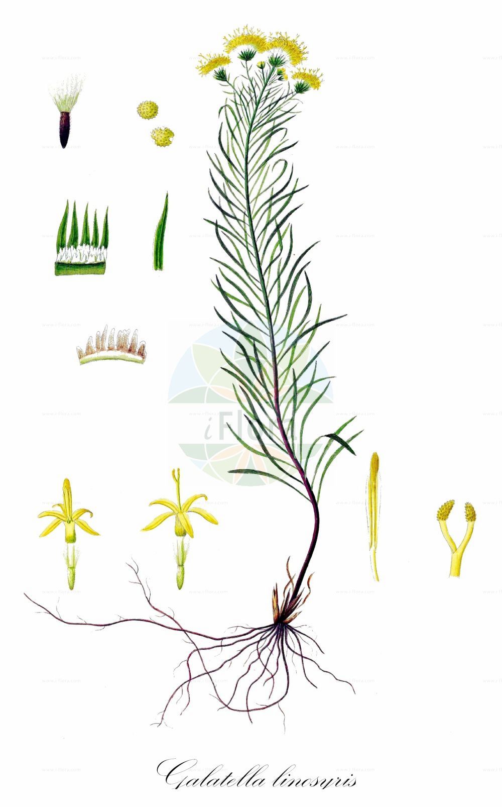 Historische Abbildung von Galatella linosyris (Gold-Aster - Goldilocks Aster). Das Bild zeigt Blatt, Bluete, Frucht und Same. ---- Historical Drawing of Galatella linosyris (Gold-Aster - Goldilocks Aster). The image is showing leaf, flower, fruit and seed.(Galatella linosyris,Gold-Aster,Goldilocks Aster,Aster liburnicus,Aster savii,Chrysocoma liburnica,Chrysocoma linosyris,Chrysocoma palustris,Crinitaria linosyris,Crinitina linosyris,Galatella linosyris,Linosyris vulgaris,Gold-Aster,Goldschopf,Goldschopf-Aster,Goldilocks Aster,European Goldilocks,Goldilocks,Galatella,Aster,Asteraceae,Korbblütengewächse,Daisy family,Blatt,Bluete,Frucht,Same,leaf,flower,fruit,seed,Oeder (1761-1883))