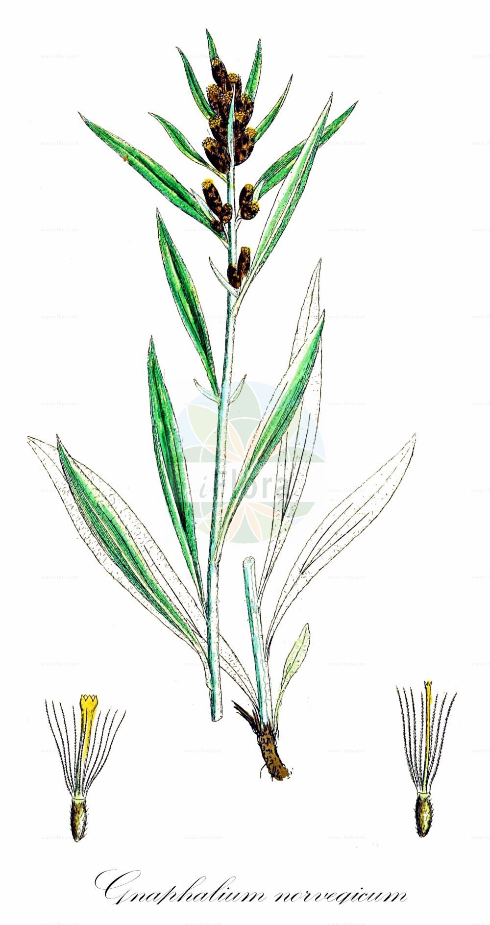 Historische Abbildung von Gnaphalium norvegicum (Norwegisches Ruhrkraut - Highland Cudweed). Das Bild zeigt Blatt, Bluete, Frucht und Same. ---- Historical Drawing of Gnaphalium norvegicum (Norwegisches Ruhrkraut - Highland Cudweed). The image is showing leaf, flower, fruit and seed.(Gnaphalium norvegicum,Norwegisches Ruhrkraut,Highland Cudweed,Gnaphalium norvegicum,Omalotheca norvegica,Norwegisches Ruhrkraut,Highland Cudweed,Norwegian Arctic Cudweed,Gnaphalium,Ruhrkraut,Cudweed,Asteraceae,Korbblütengewächse,Daisy family,Blatt,Bluete,Frucht,Same,leaf,flower,fruit,seed,Sowerby (1790-1813))