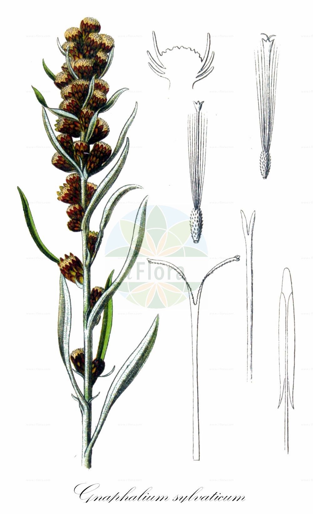 Historische Abbildung von Gnaphalium sylvaticum (Wald-Ruhrkraut - Heath Cudweed). Das Bild zeigt Blatt, Bluete, Frucht und Same. ---- Historical Drawing of Gnaphalium sylvaticum (Wald-Ruhrkraut - Heath Cudweed). The image is showing leaf, flower, fruit and seed.(Gnaphalium sylvaticum,Wald-Ruhrkraut,Heath Cudweed,Gnaphalium rectum,Gnaphalium sylvaticum,Omalotheca sylvatica,Omalotheca sylvatica subsp. carpetana,Wald-Ruhrkraut,Heath Cudweed,Woodland Arctic Cudweed,Wood Cudweed,Gnaphalium,Ruhrkraut,Cudweed,Asteraceae,Korbblütengewächse,Daisy family,Blatt,Bluete,Frucht,Same,leaf,flower,fruit,seed,Sturm (1796f))