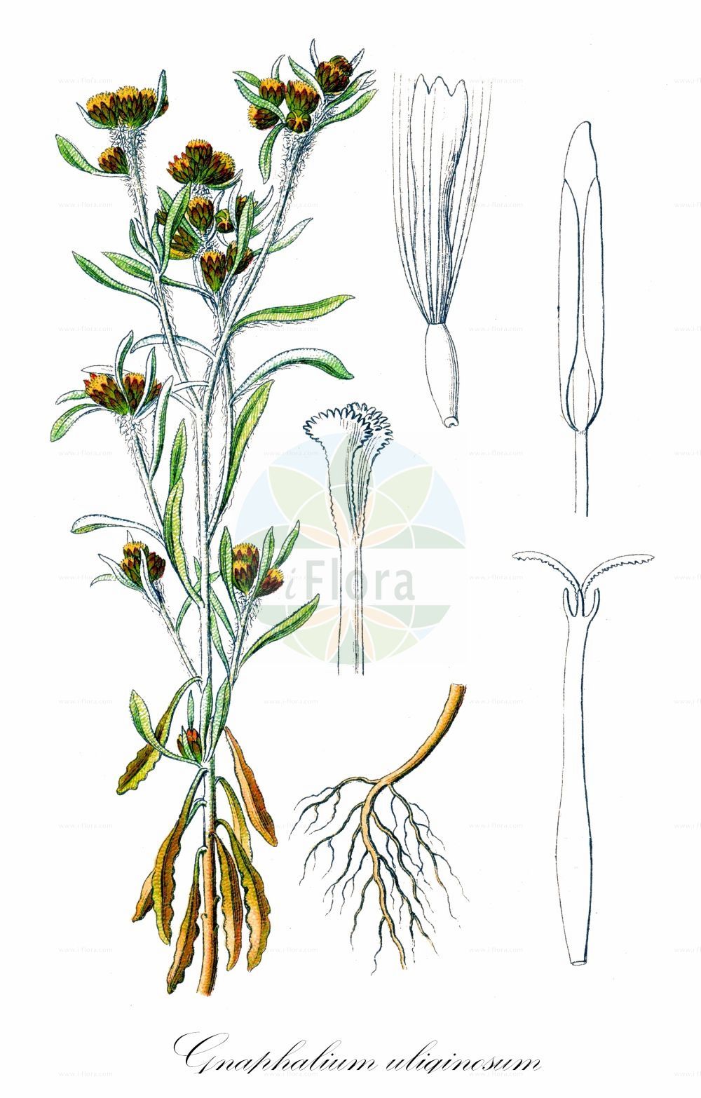 Historische Abbildung von Gnaphalium uliginosum (Sumpf-Ruhrkraut - Marsh Cudweed). Das Bild zeigt Blatt, Bluete, Frucht und Same. ---- Historical Drawing of Gnaphalium uliginosum (Sumpf-Ruhrkraut - Marsh Cudweed). The image is showing leaf, flower, fruit and seed.(Gnaphalium uliginosum,Sumpf-Ruhrkraut,Marsh Cudweed,Filaginella uliginosa,Gnaphalium nudum,Gnaphalium ramosum,Gnaphalium tomentosum,Gnaphalium uliginosum,Gnaphalium uliginosum subsp. nudum,Sumpf-Ruhrkraut,Marsh Cudweed,Brown Cudweed,Slender Cudweed,Low Cudweed,Wayside Cudweed,Gnaphalium,Ruhrkraut,Cudweed,Asteraceae,Korbblütengewächse,Daisy family,Blatt,Bluete,Frucht,Same,leaf,flower,fruit,seed,Sturm (1796f))